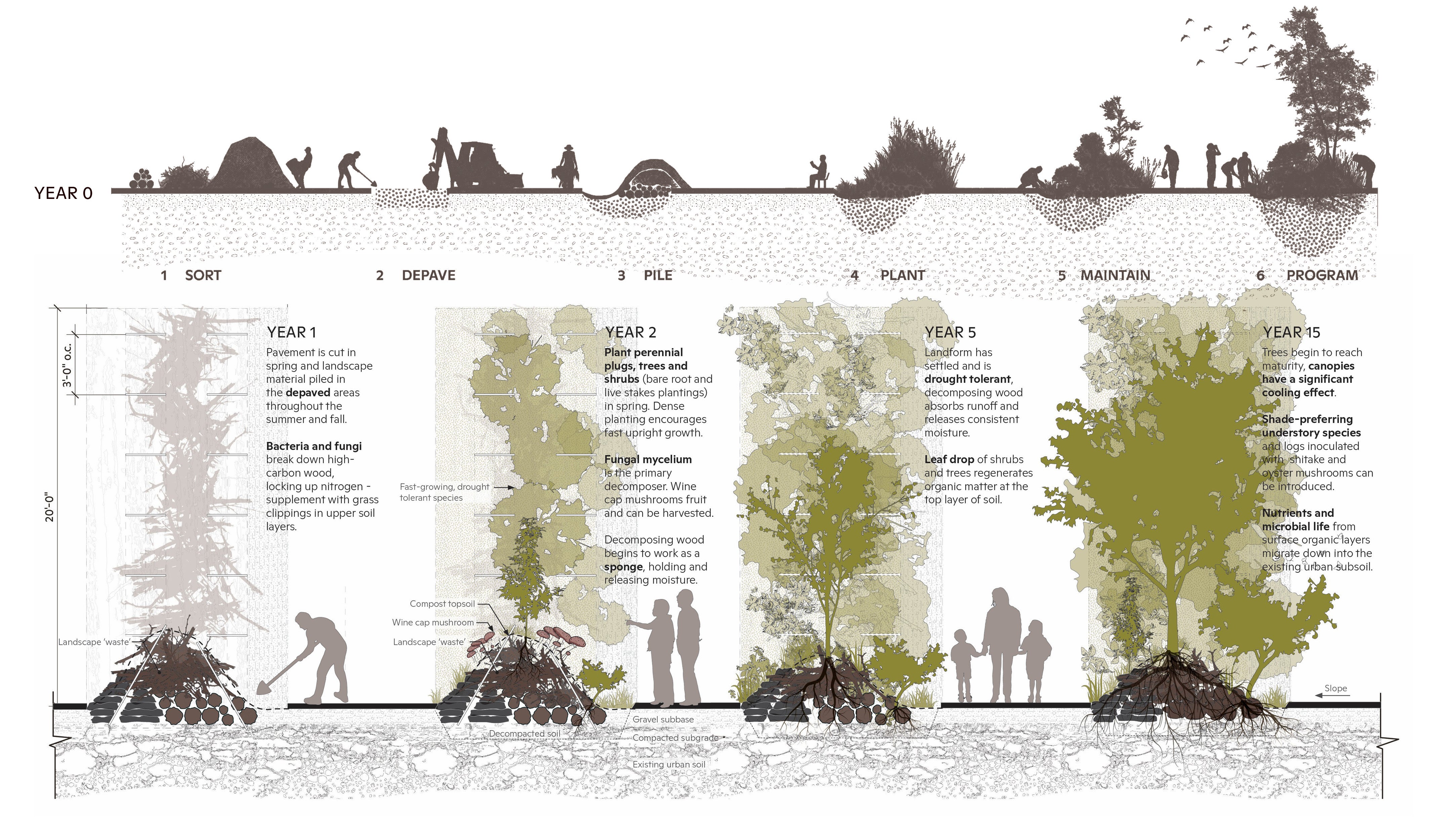 Diagram showing how the watershed amendments are built, beginning with material collection and sorting, followed by depaving, soil amendment, and piling of material into landforms, then planting and programming. A sectional diagram showing the evolution of a de-paved and amended area over time, starting from year 1 and ending in year 15.