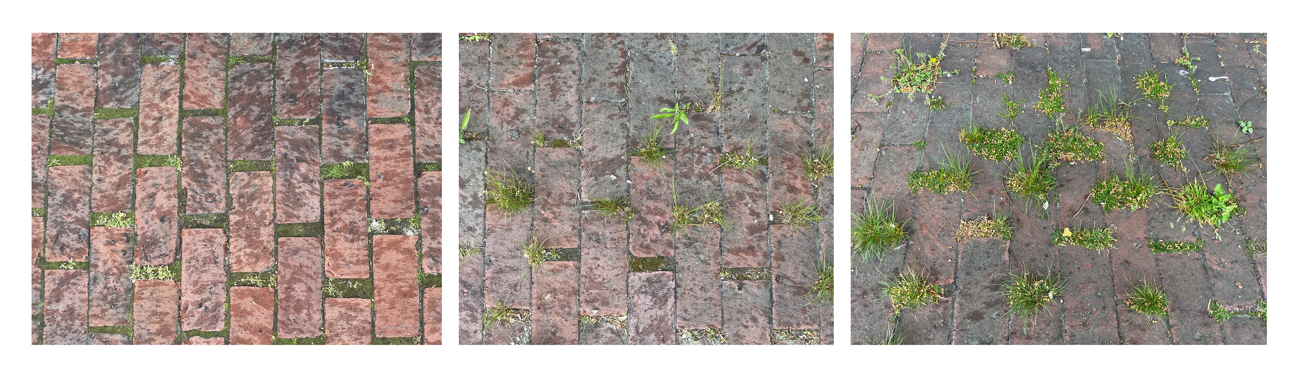 Three images of brick paving with moss and grass growing in the joints where water and subgrade make contact.