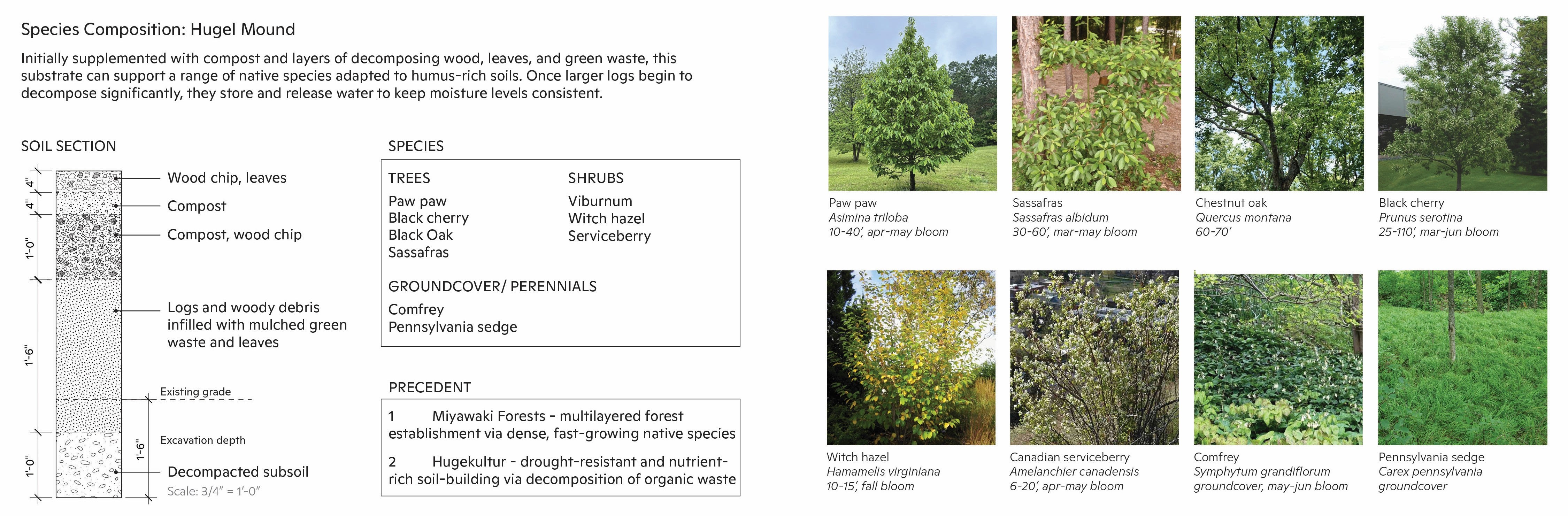 Planting palette for a hugel mound with images of tree, shrub, and groundcover species.
