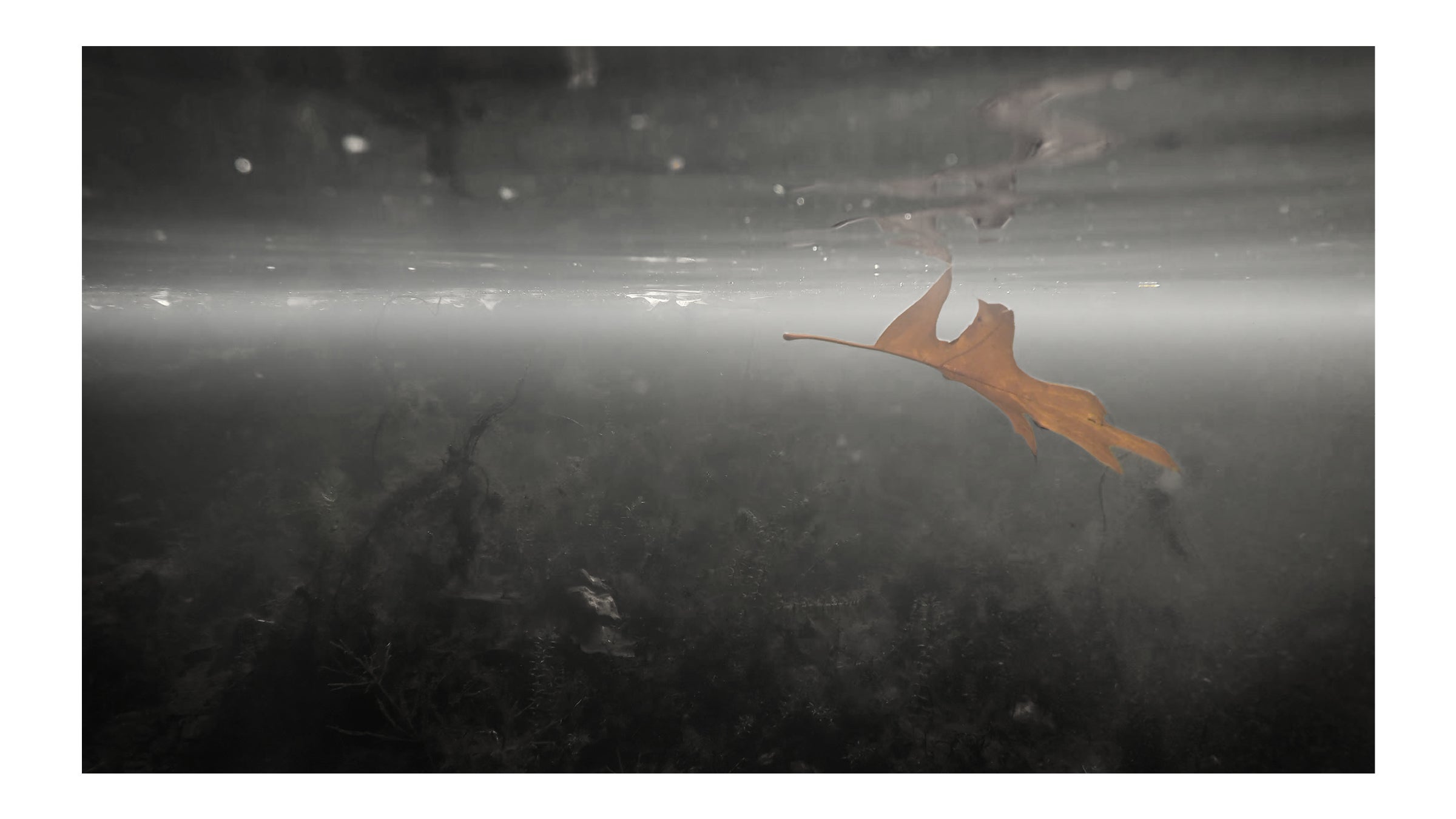 A leaf floats underwater and is reflected across the meniscus