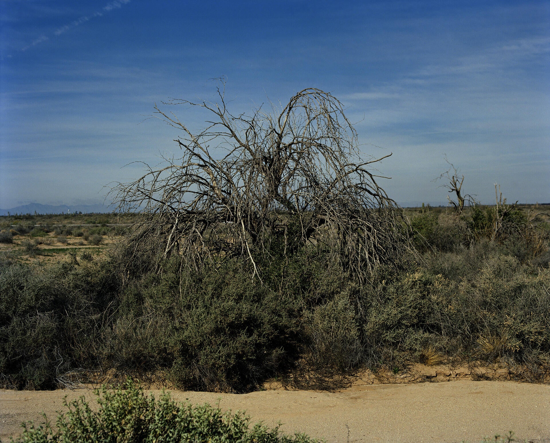 A barren tree in the Arizona desert