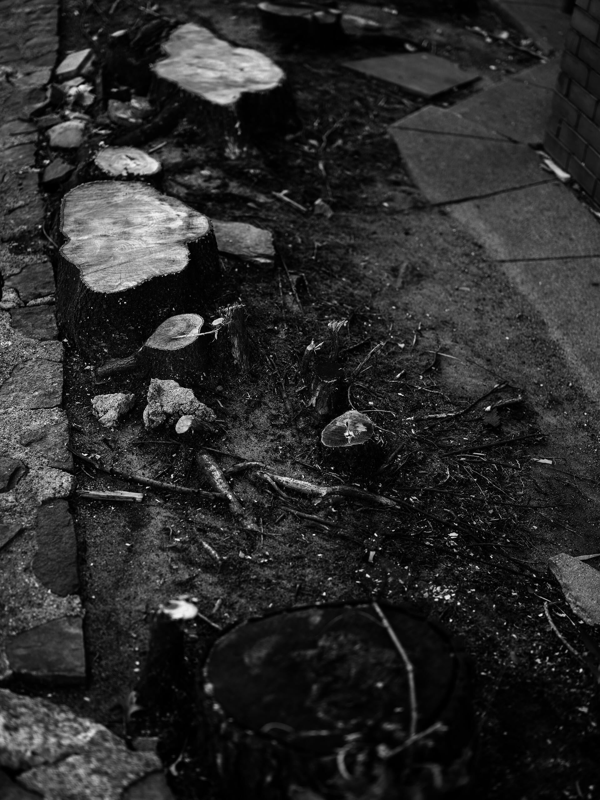 A black and white photograph of stumps running alongside a narrow cement path. The stump closest to the foreground is black, indicating disease. The rest are white, as though freshly cut.