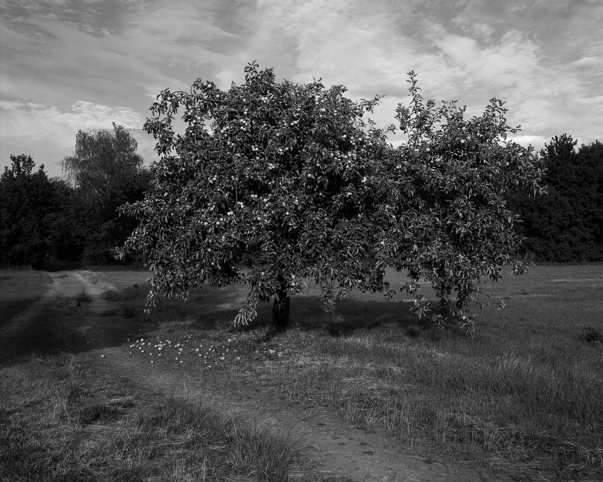 Untitled (Kloster Helfta, Apply Tree), 2019