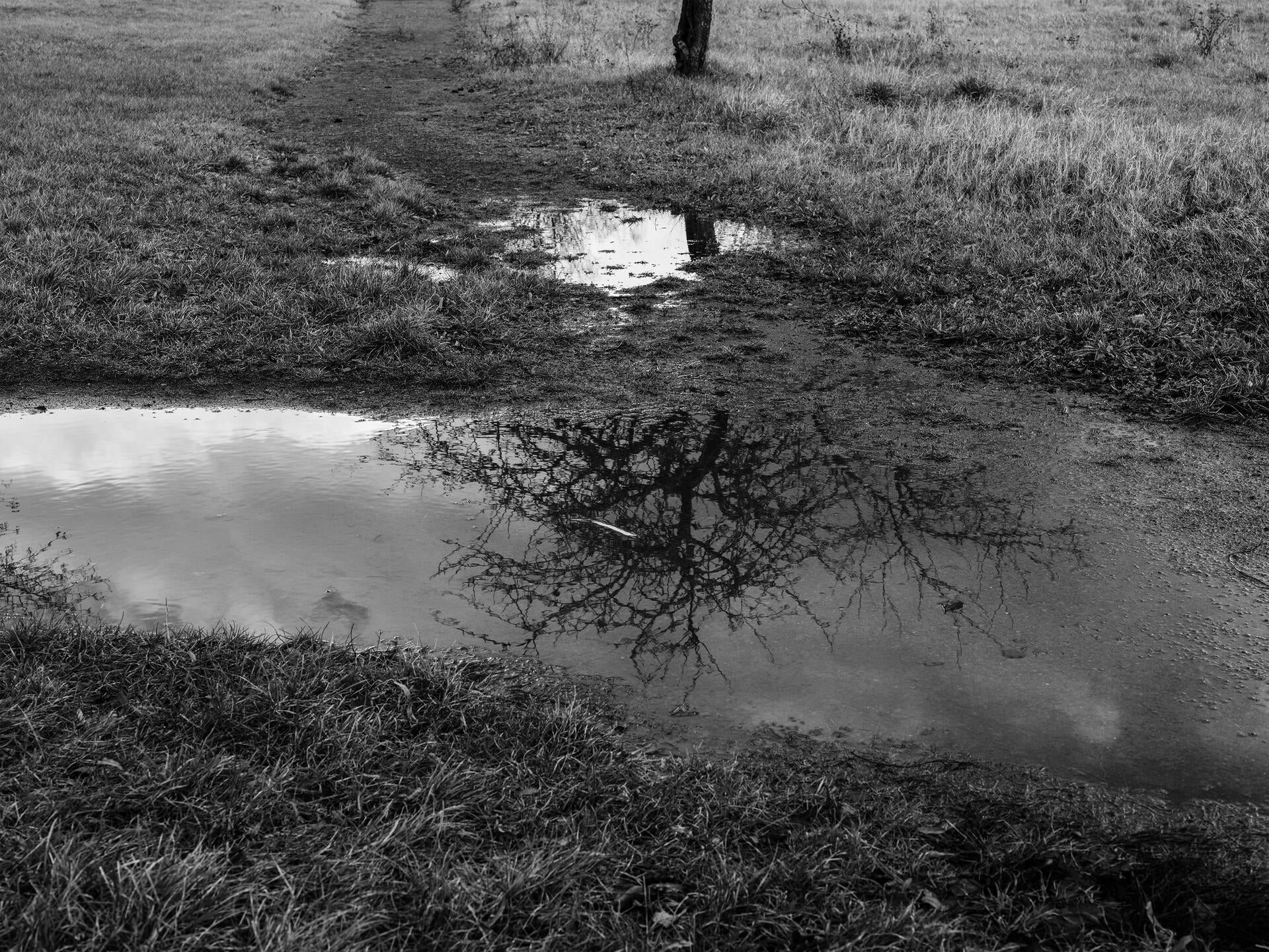 Untitled (Apple Tree, Winter), 2020