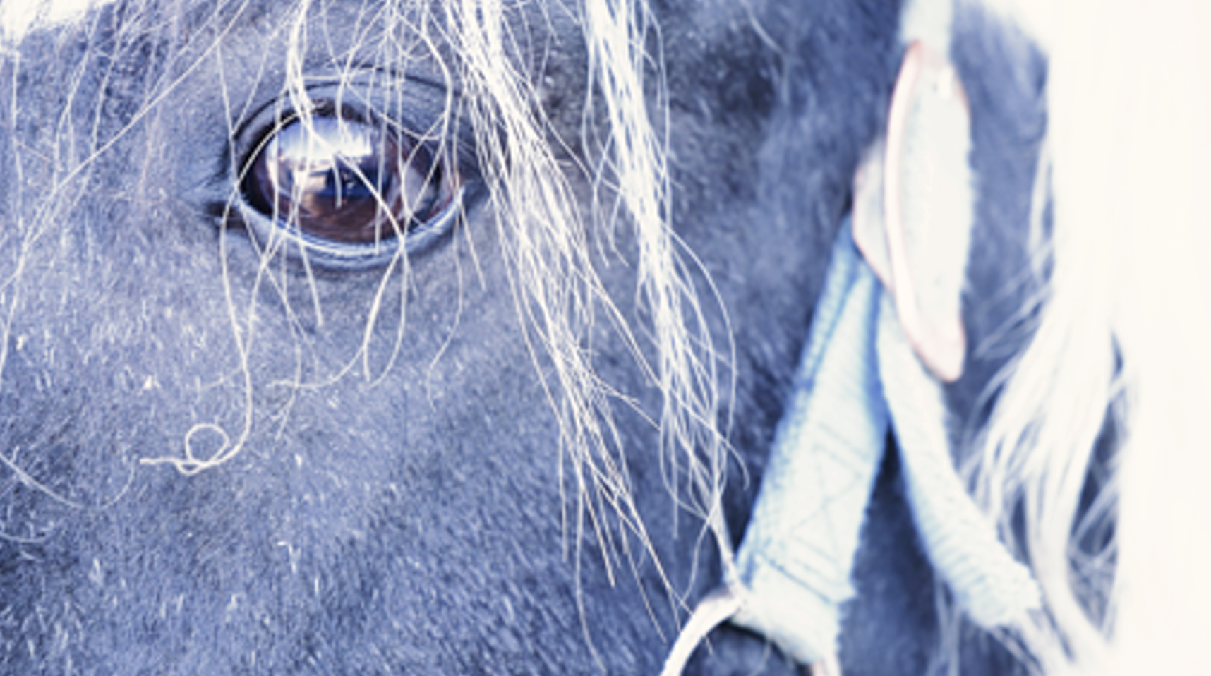 horse eye