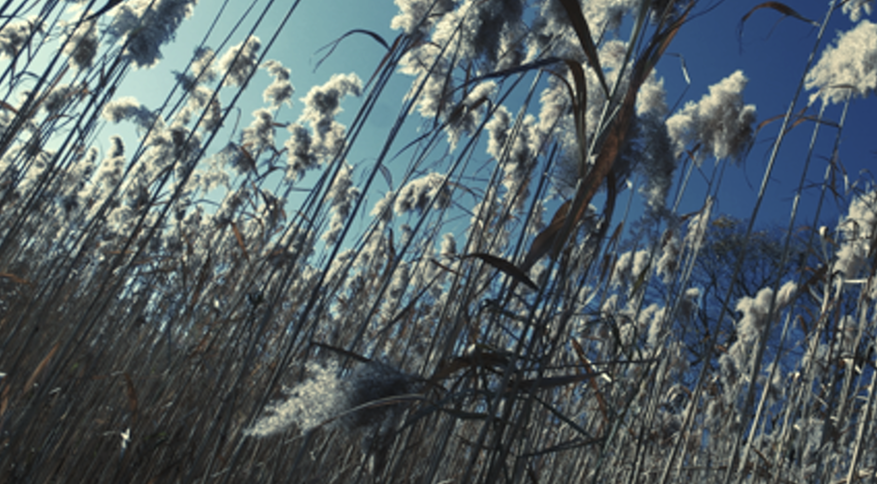 wheat