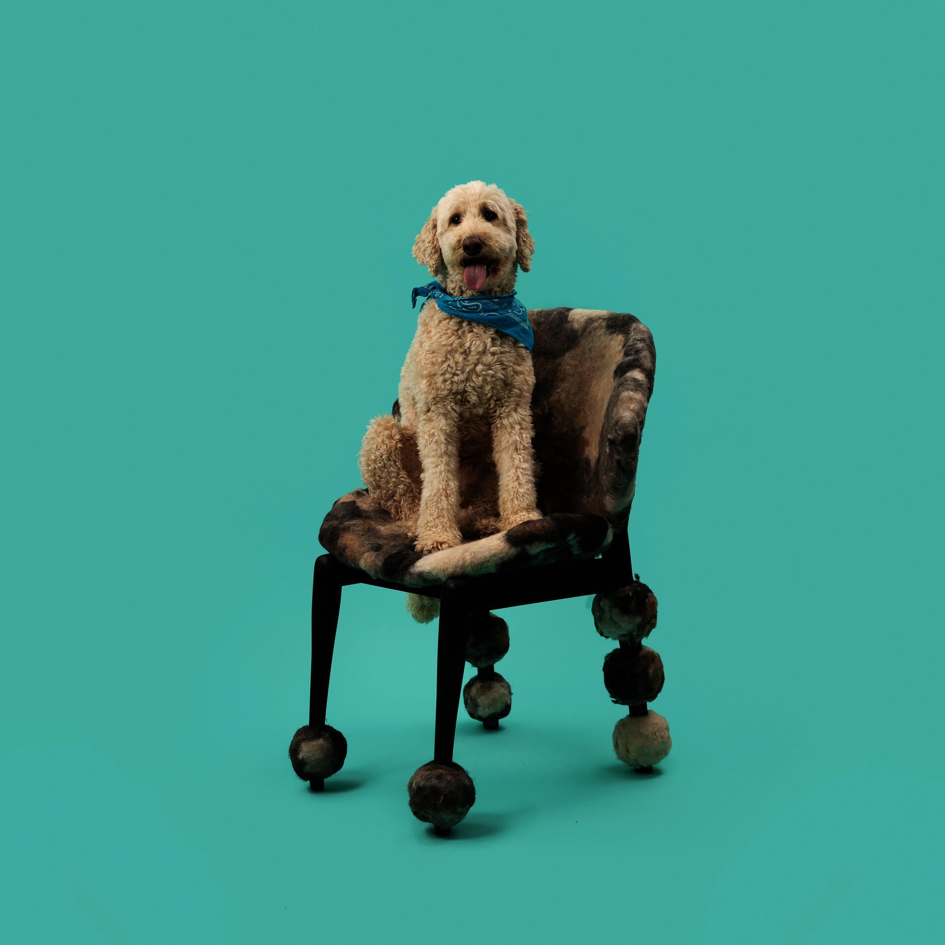 Wooden chair upholstered with handmade felt made from dog hair.