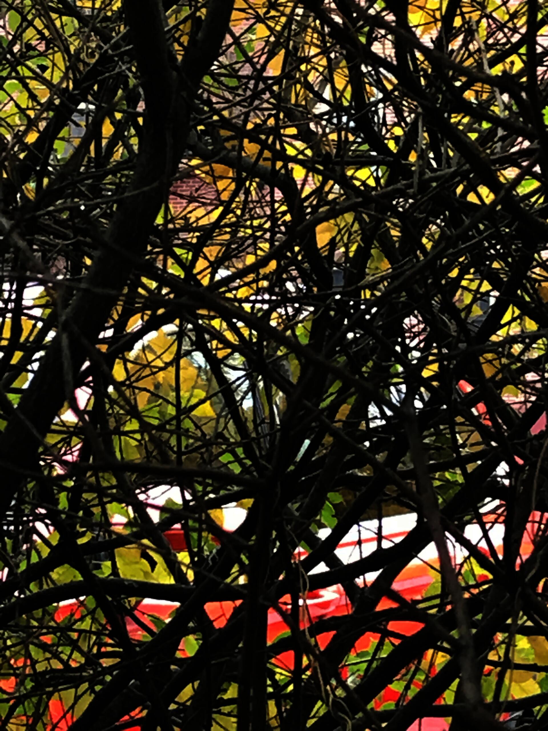 vines