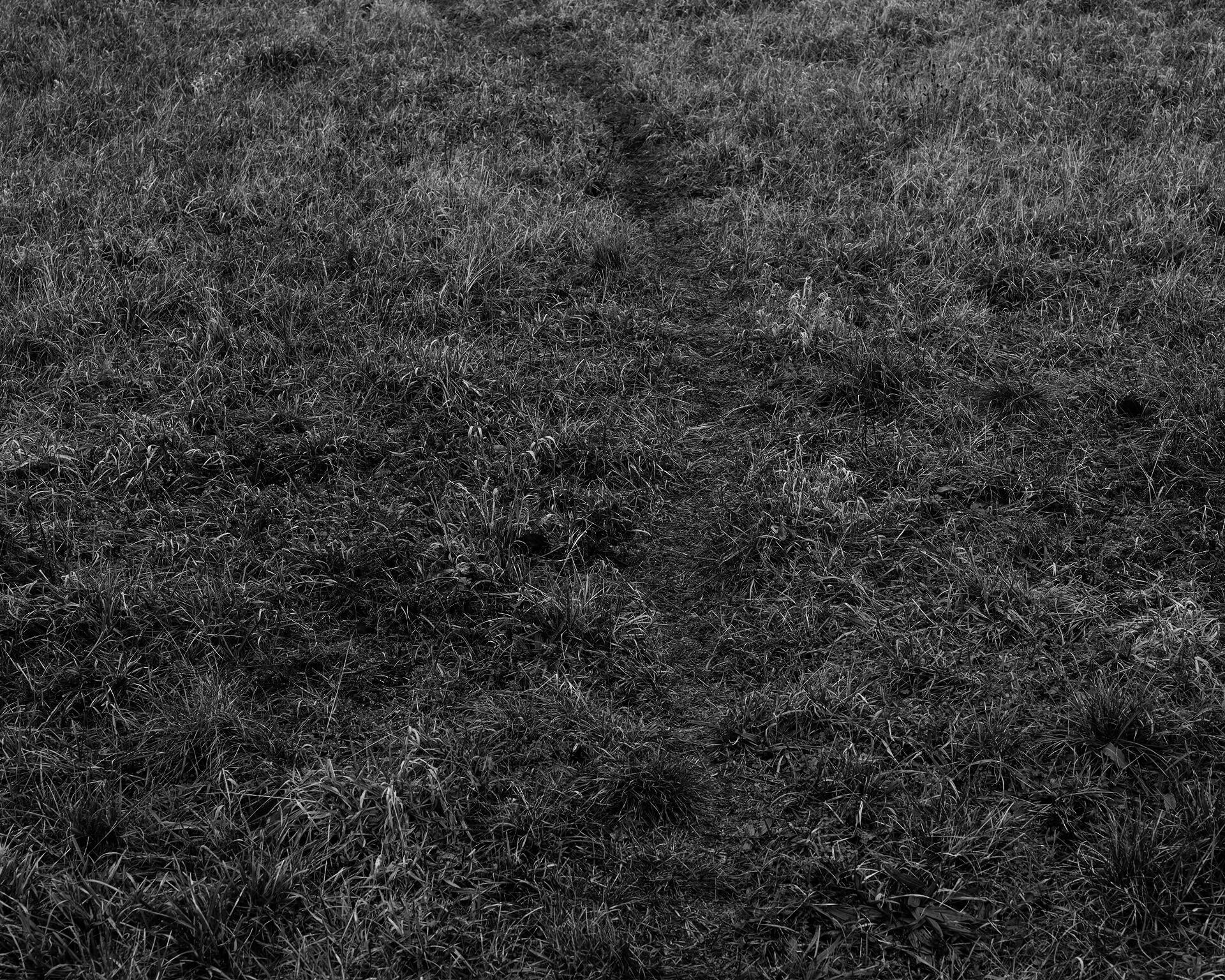 Untitled (Path), 2020