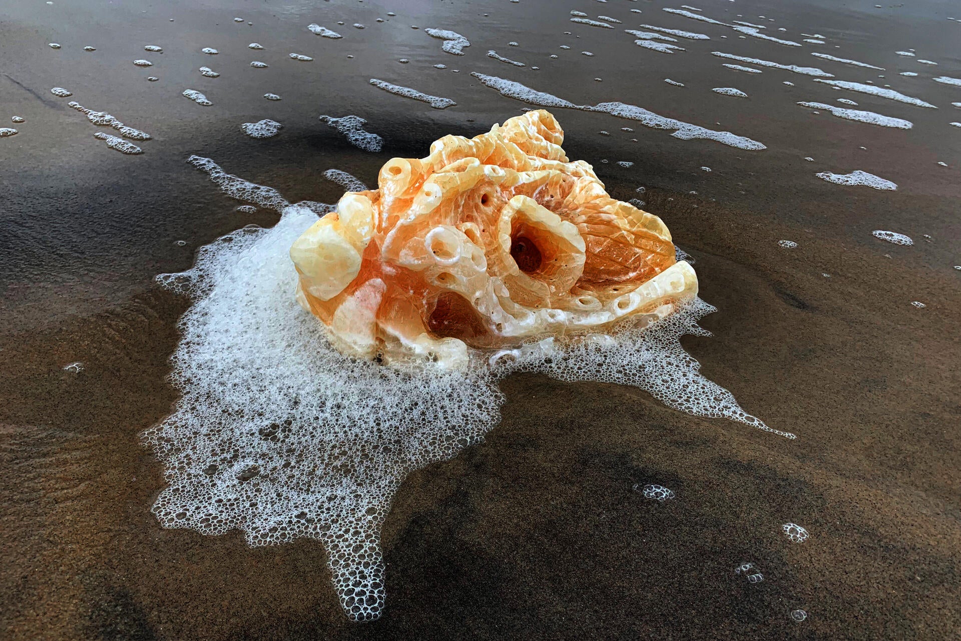 Sea Specimen
