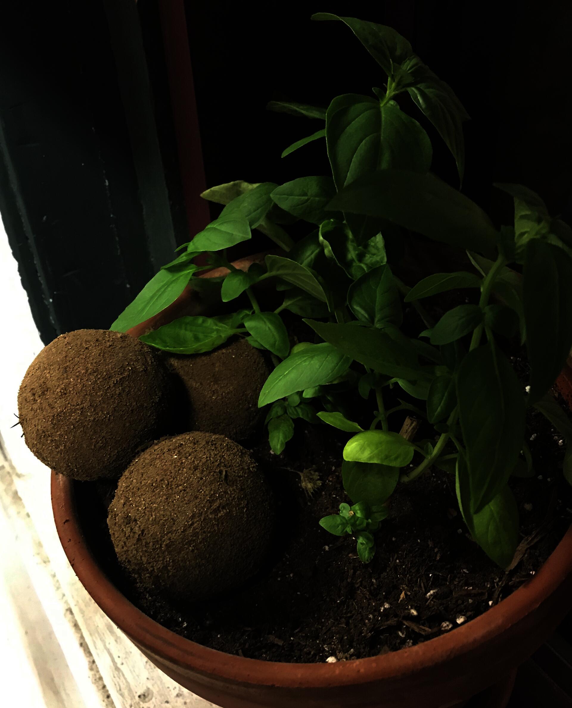 dorodango