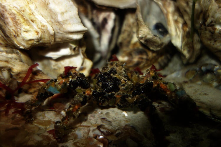 decorator crab