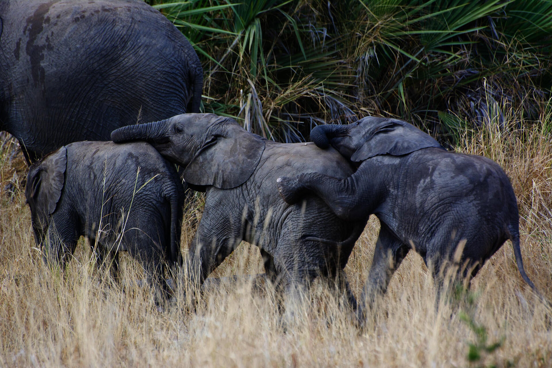Three elephant calfs walking in a line, connected by their trunks.