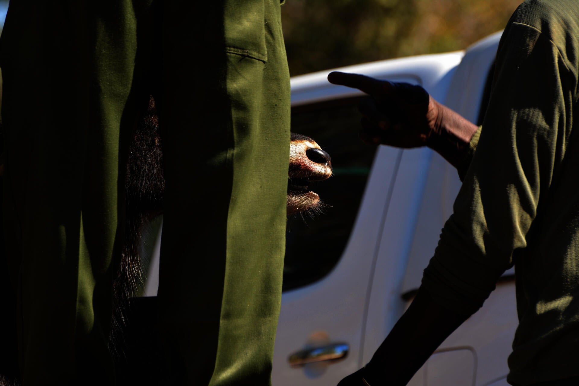 hands pointing to signal relocation of sable antelope bull