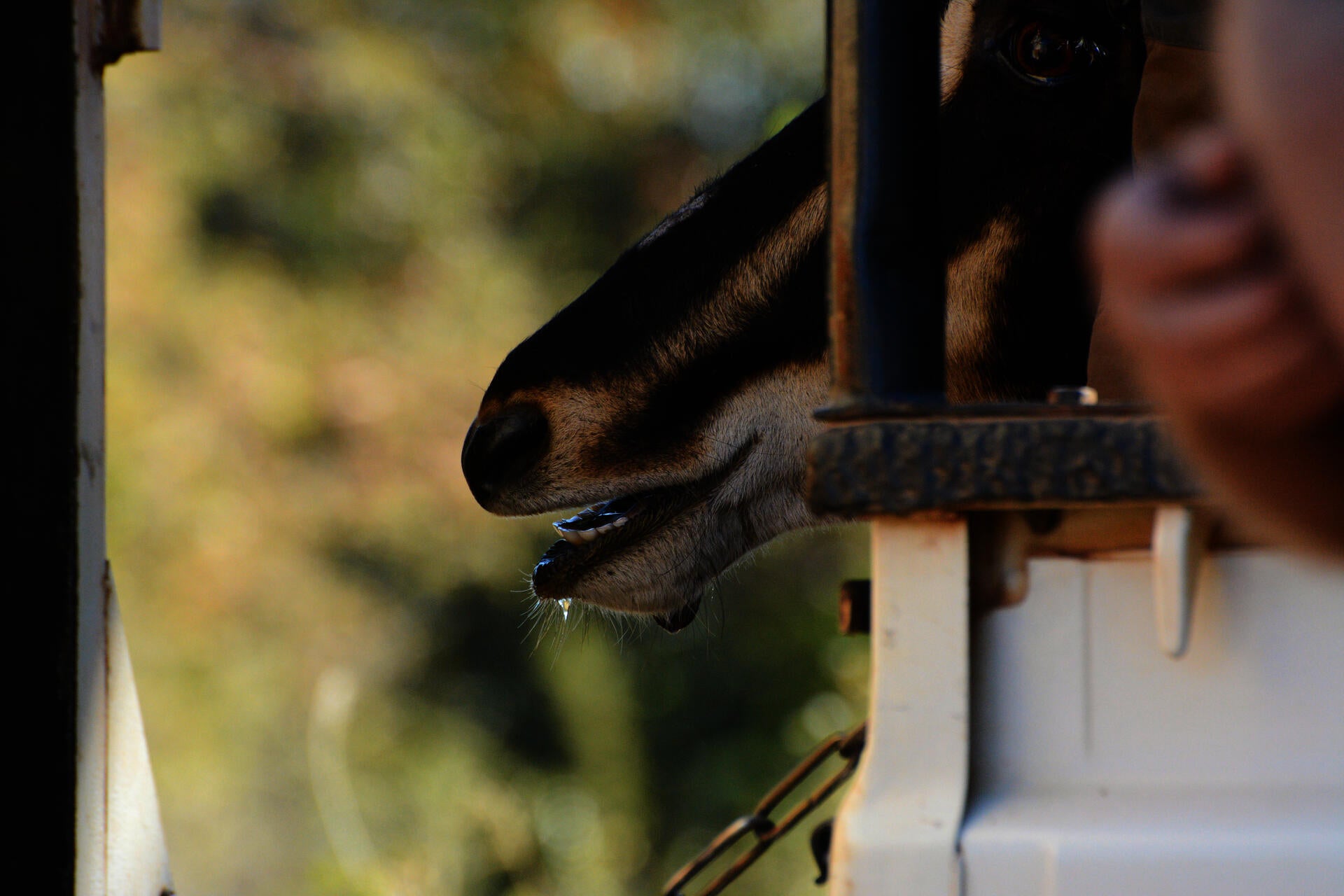 Sedated antelope bull in truck