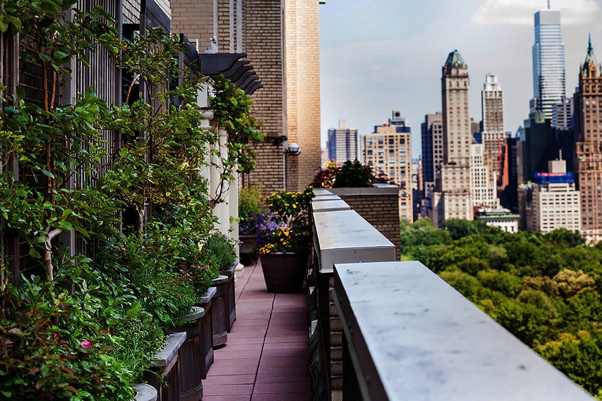 Espaliered apple trees on a NYC terrace.
