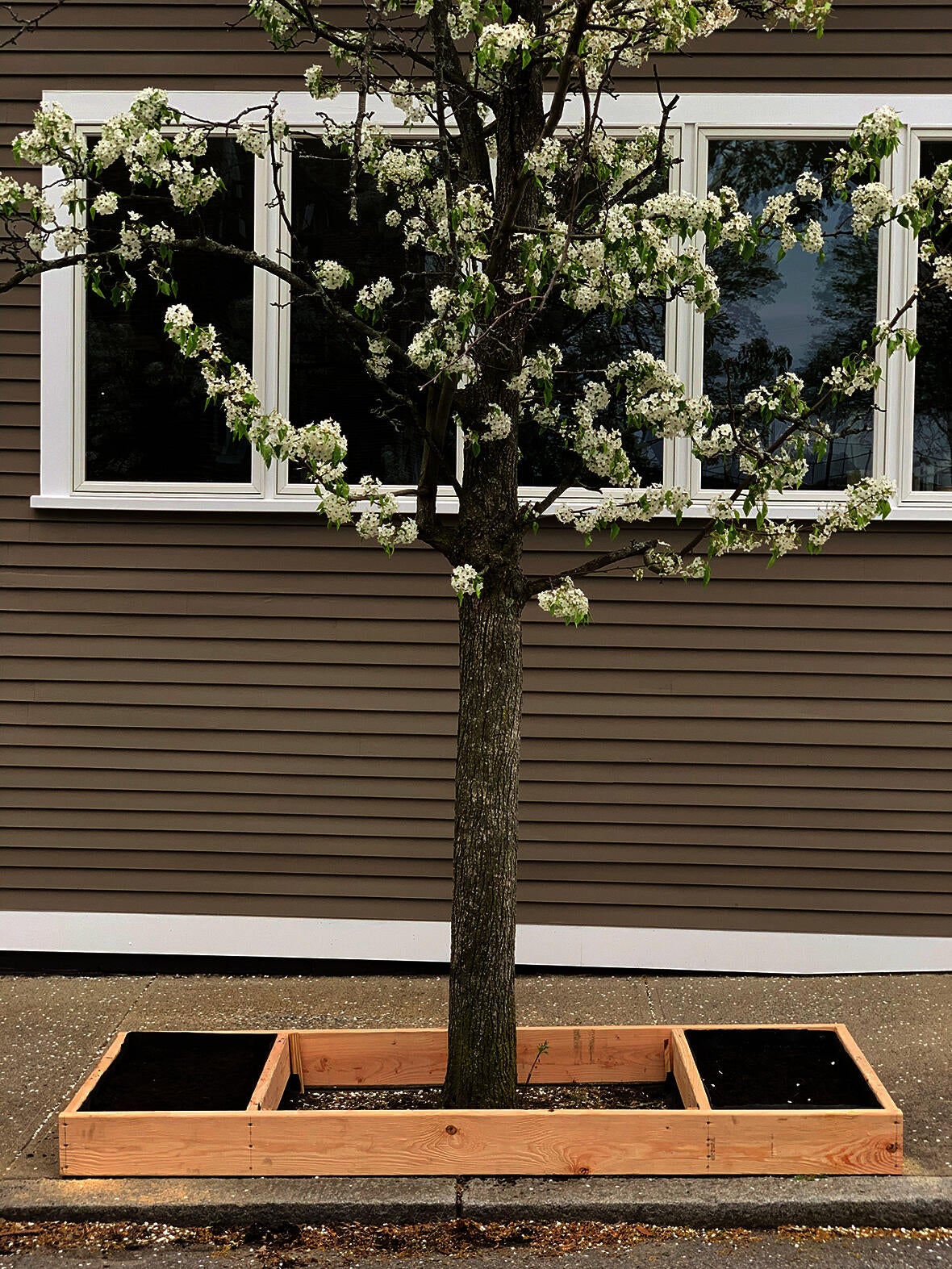 Raised bed for tree pit, installation