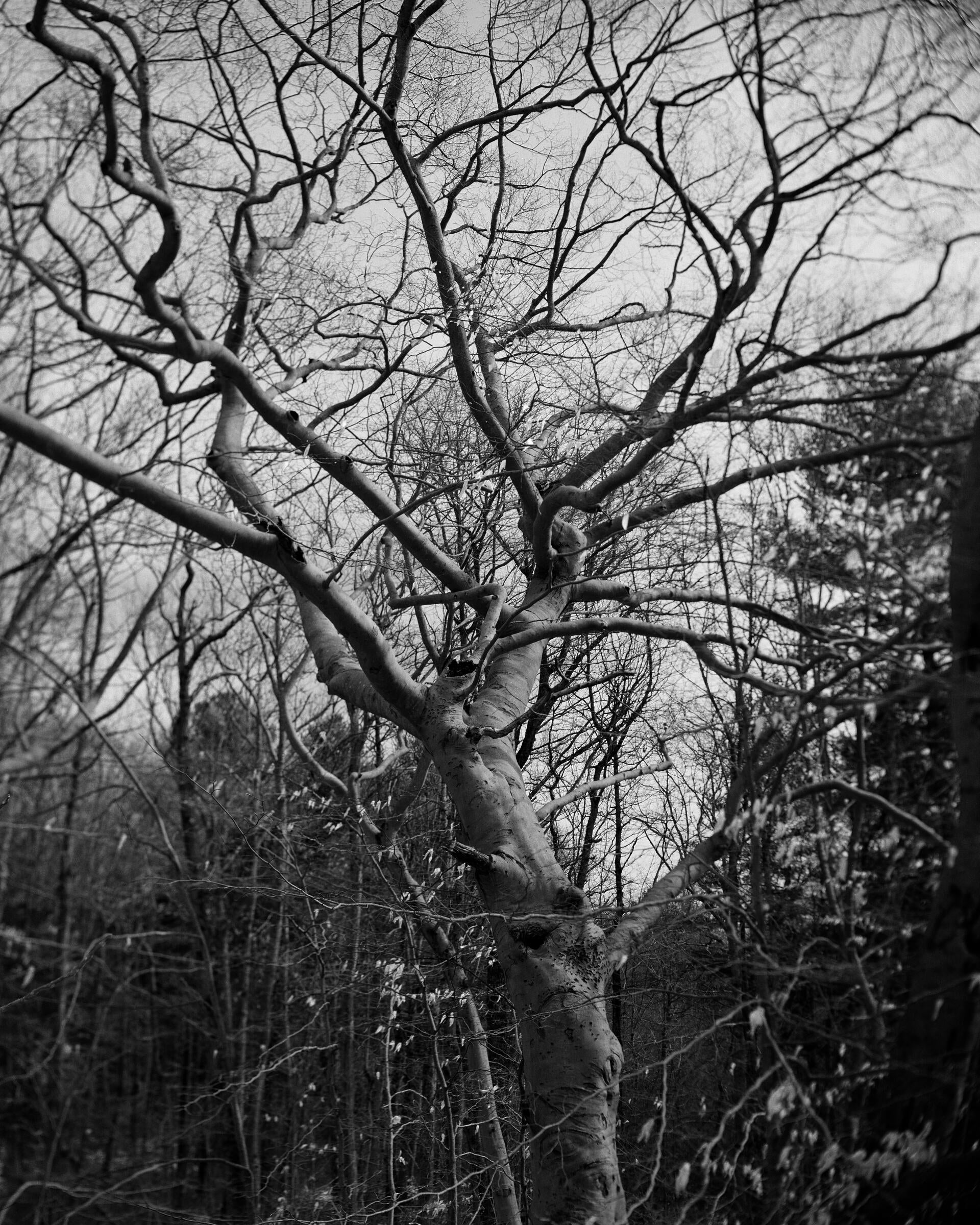 erect tree 