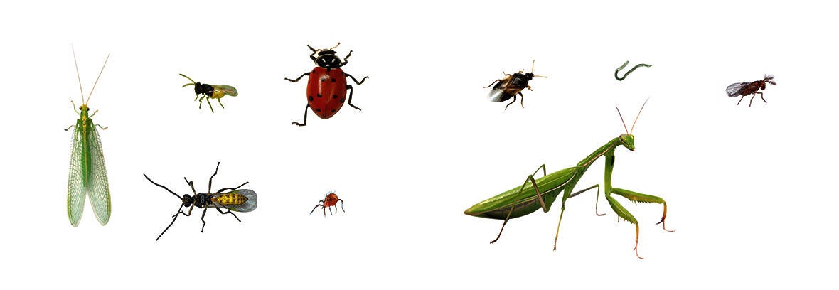 Beneficial organisms