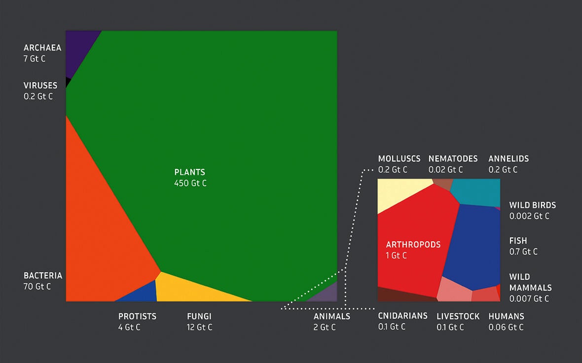 Global Biomass diagram