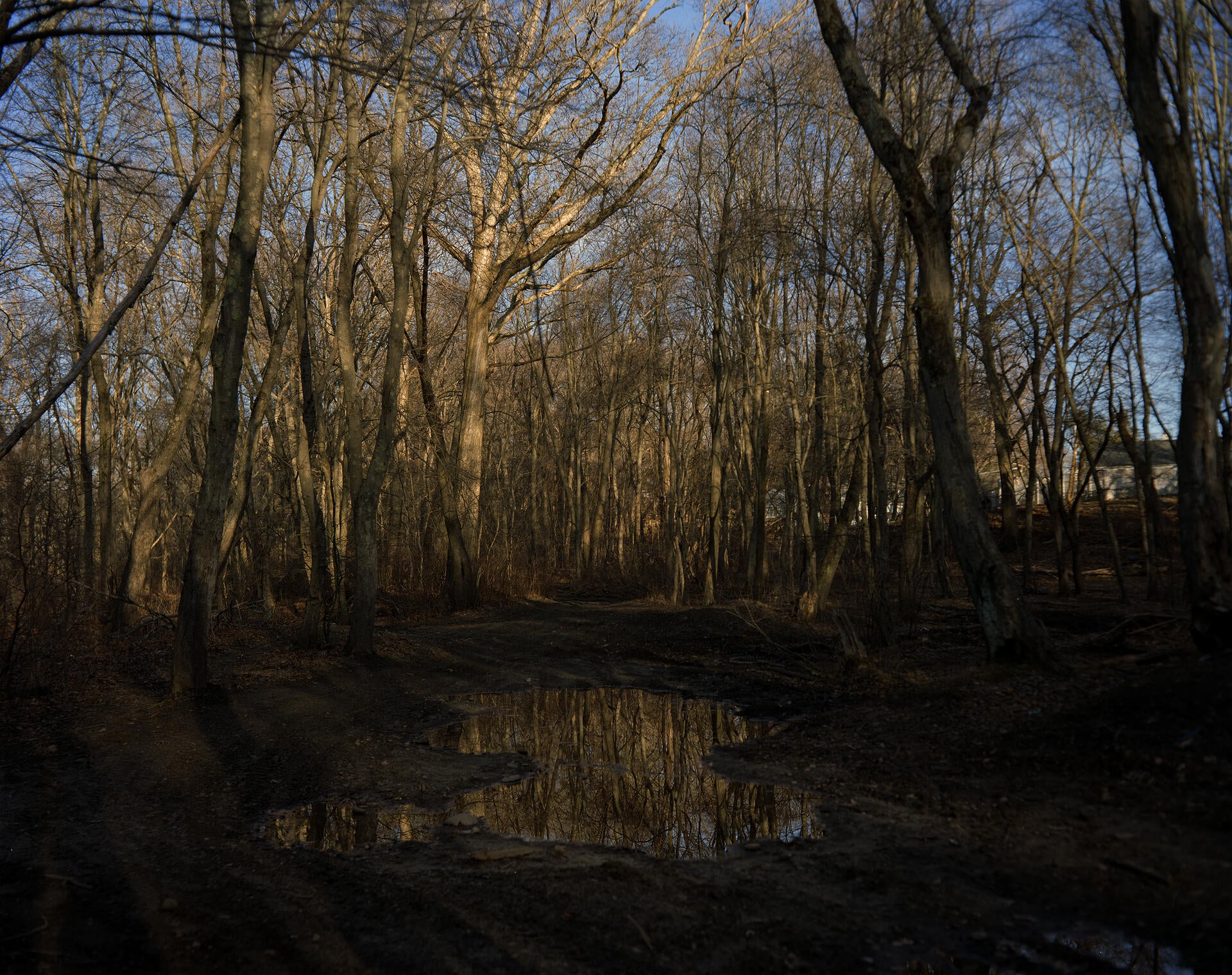 a landscape photograph showing a puddle of water in the middle of the woods at sunset during the winter.