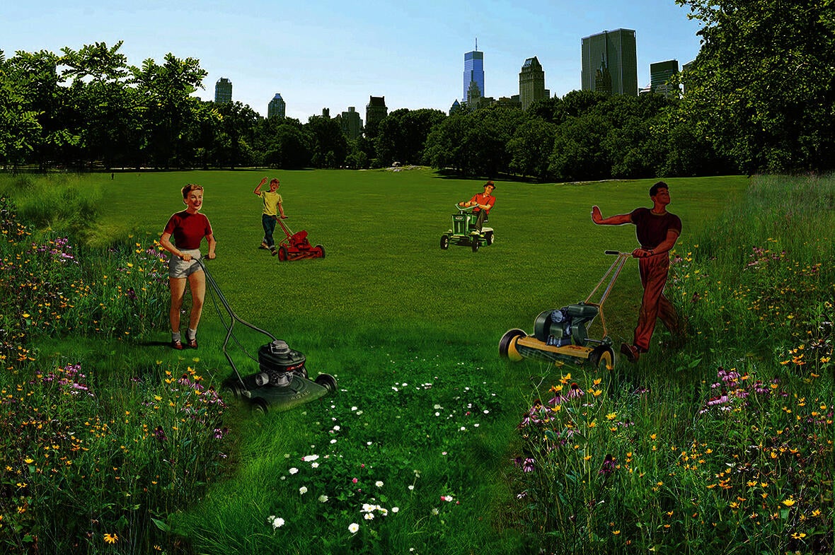 collage of a meadow lawn