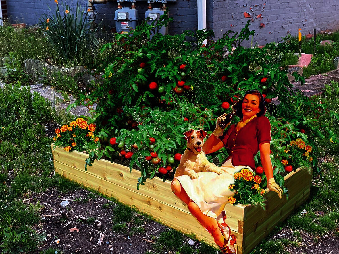 Collage of a raised bed with tomatoes and a woman with a dog.