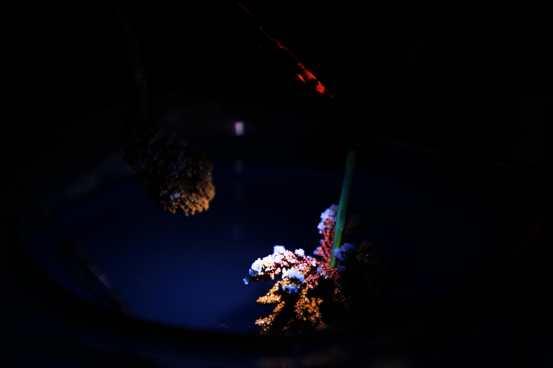 installation view, copper crystals in blue liquid