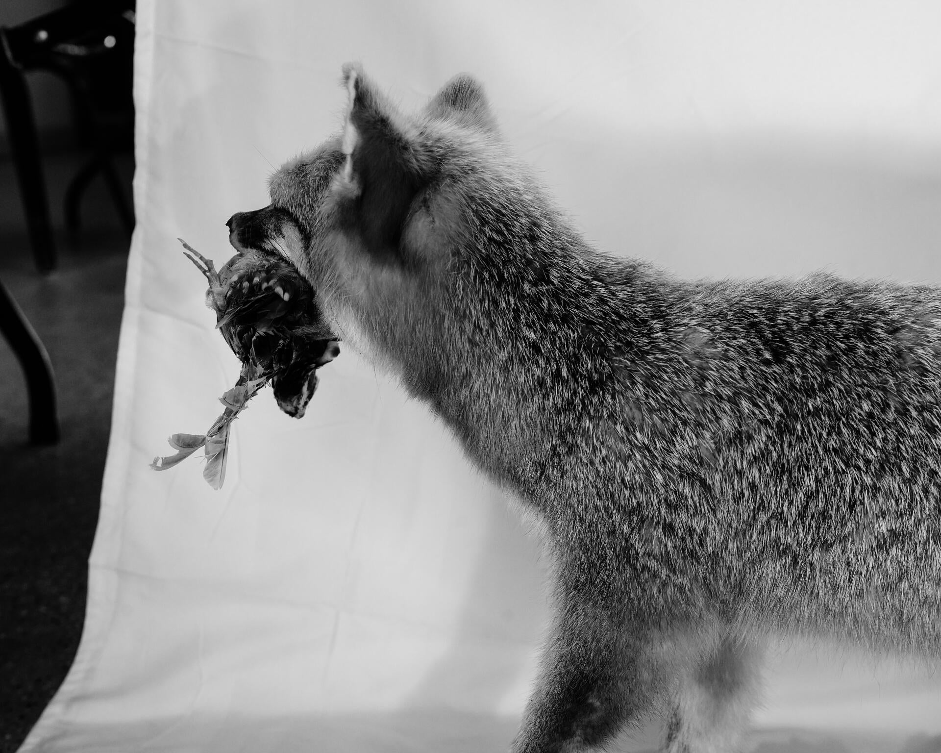 fox carrying dead bird