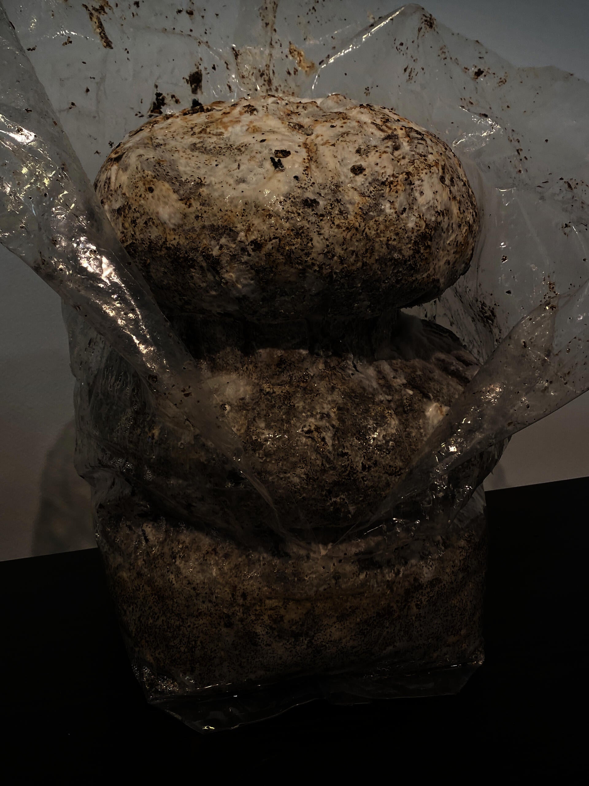 Mycelium Stool