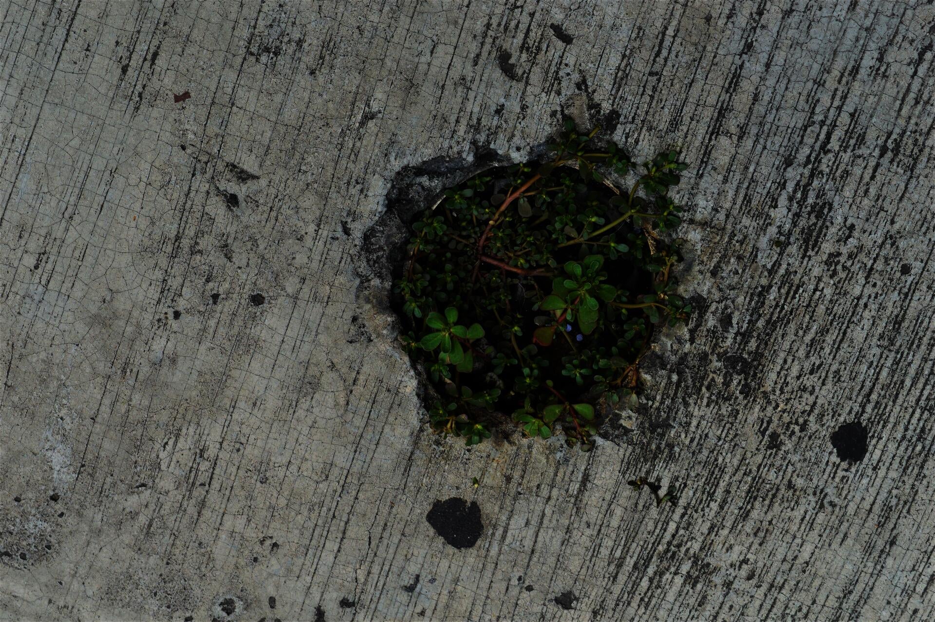Purslane growing from a hole in the sidewalk