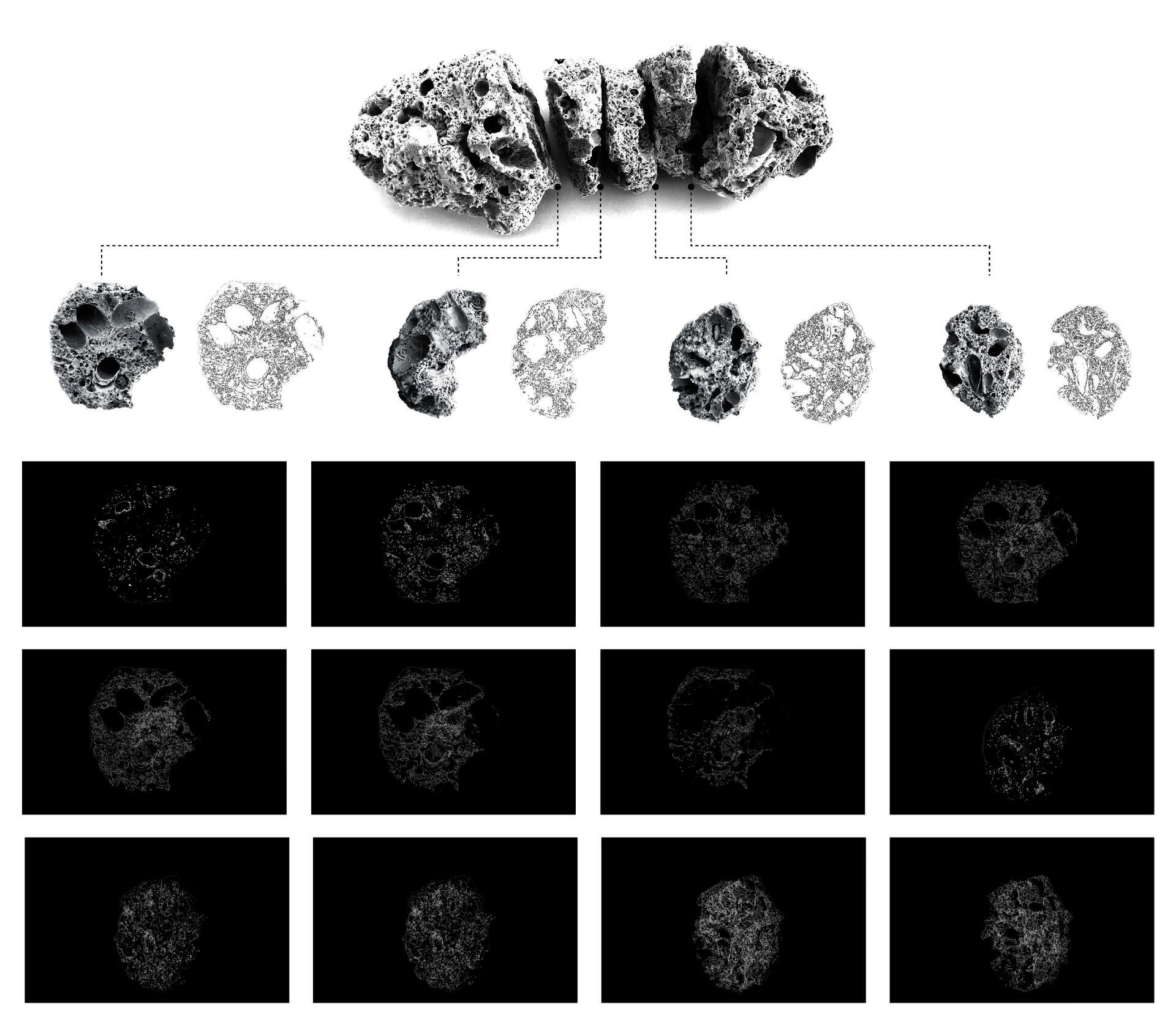 A series of sections through a fragment of a collected piece of coral from the shore.