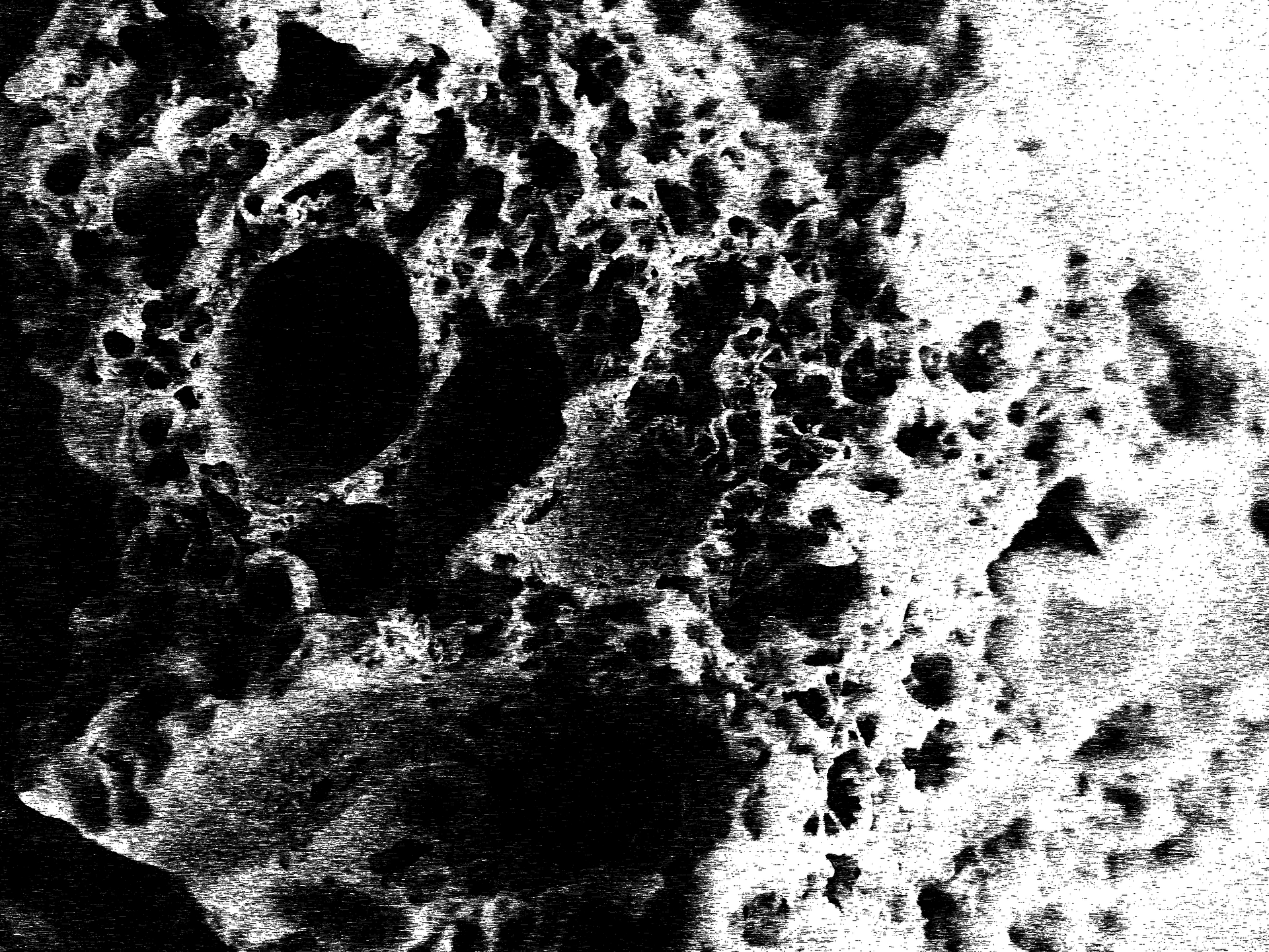 Bleached coral close up image 