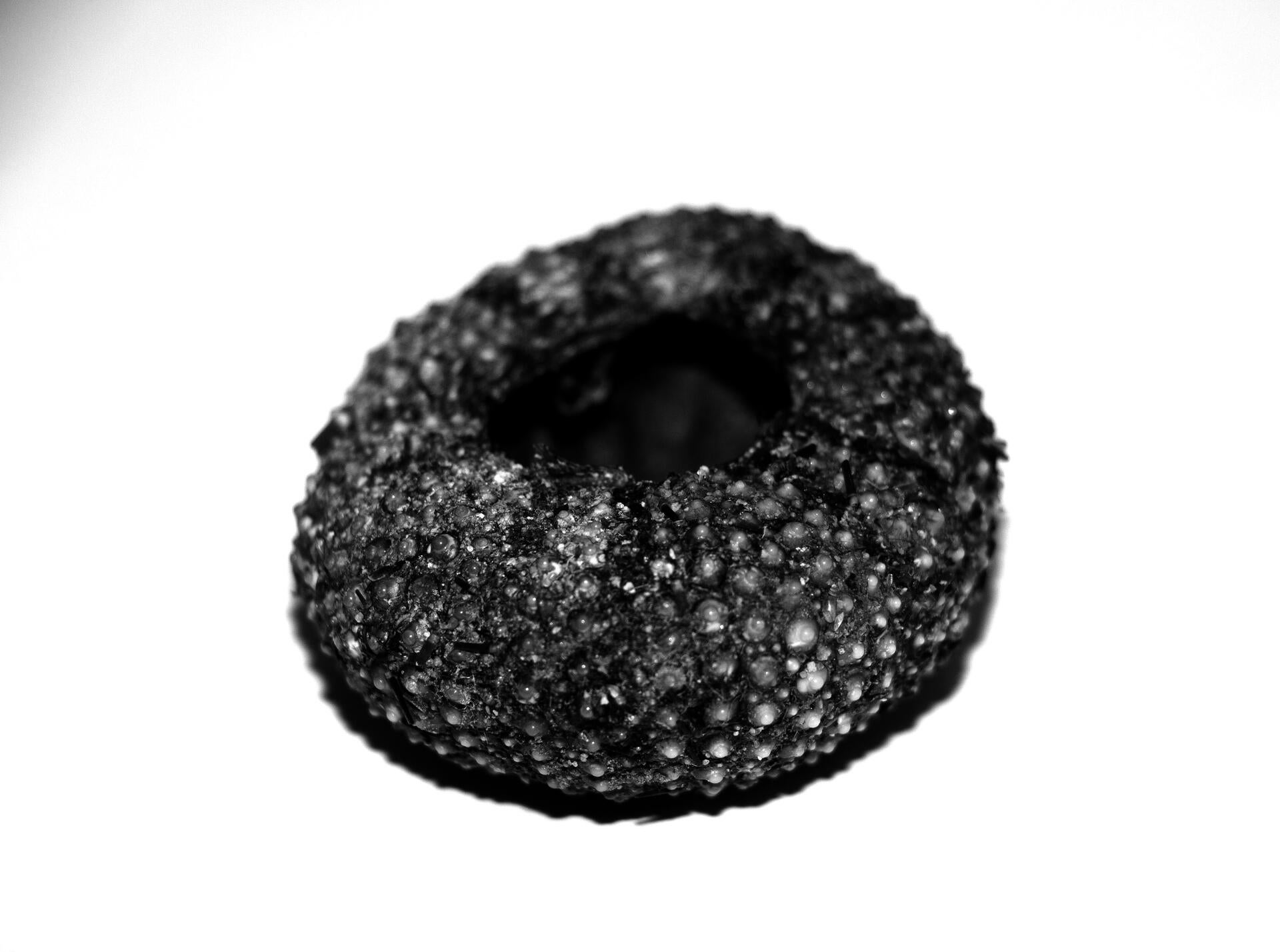 Sea urchin shell