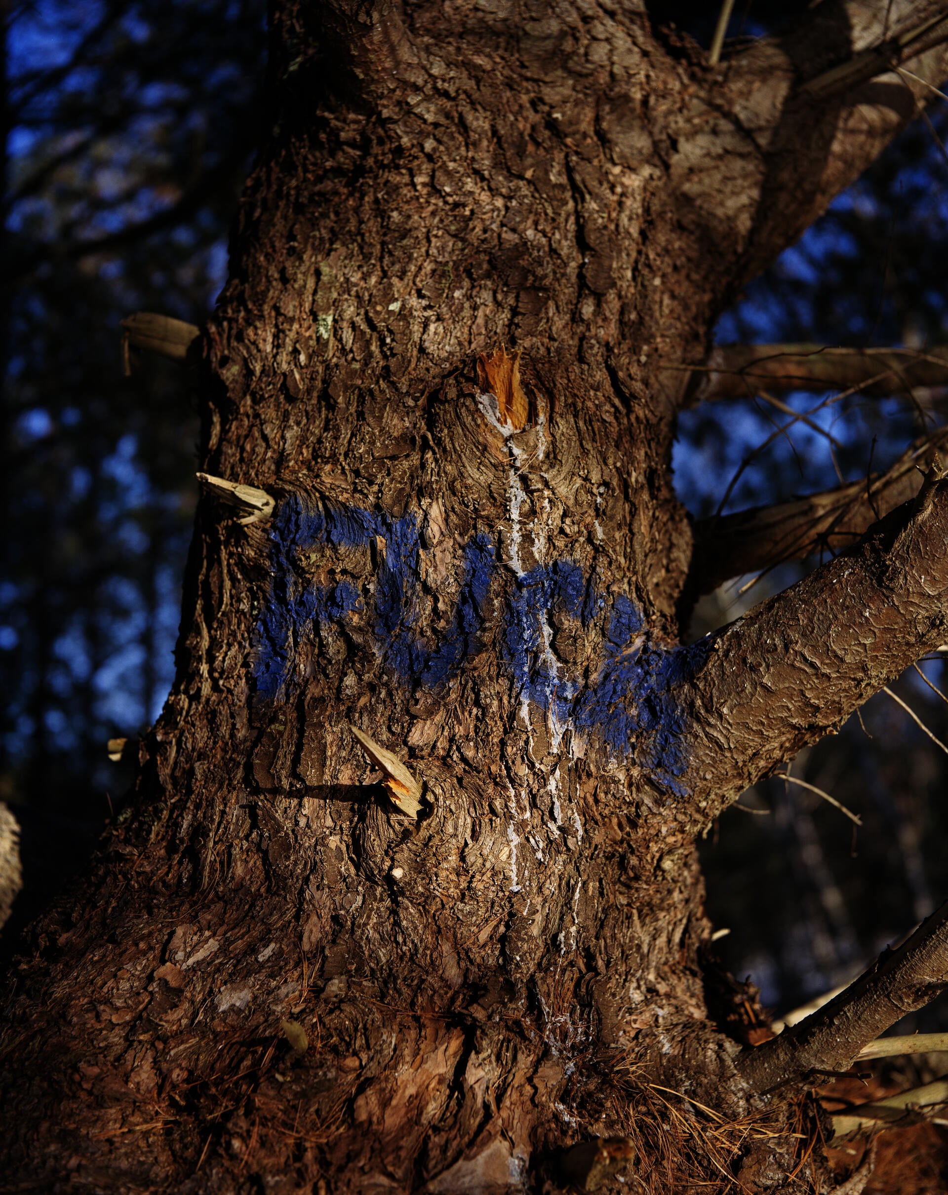 a tree spray painted with FUCK