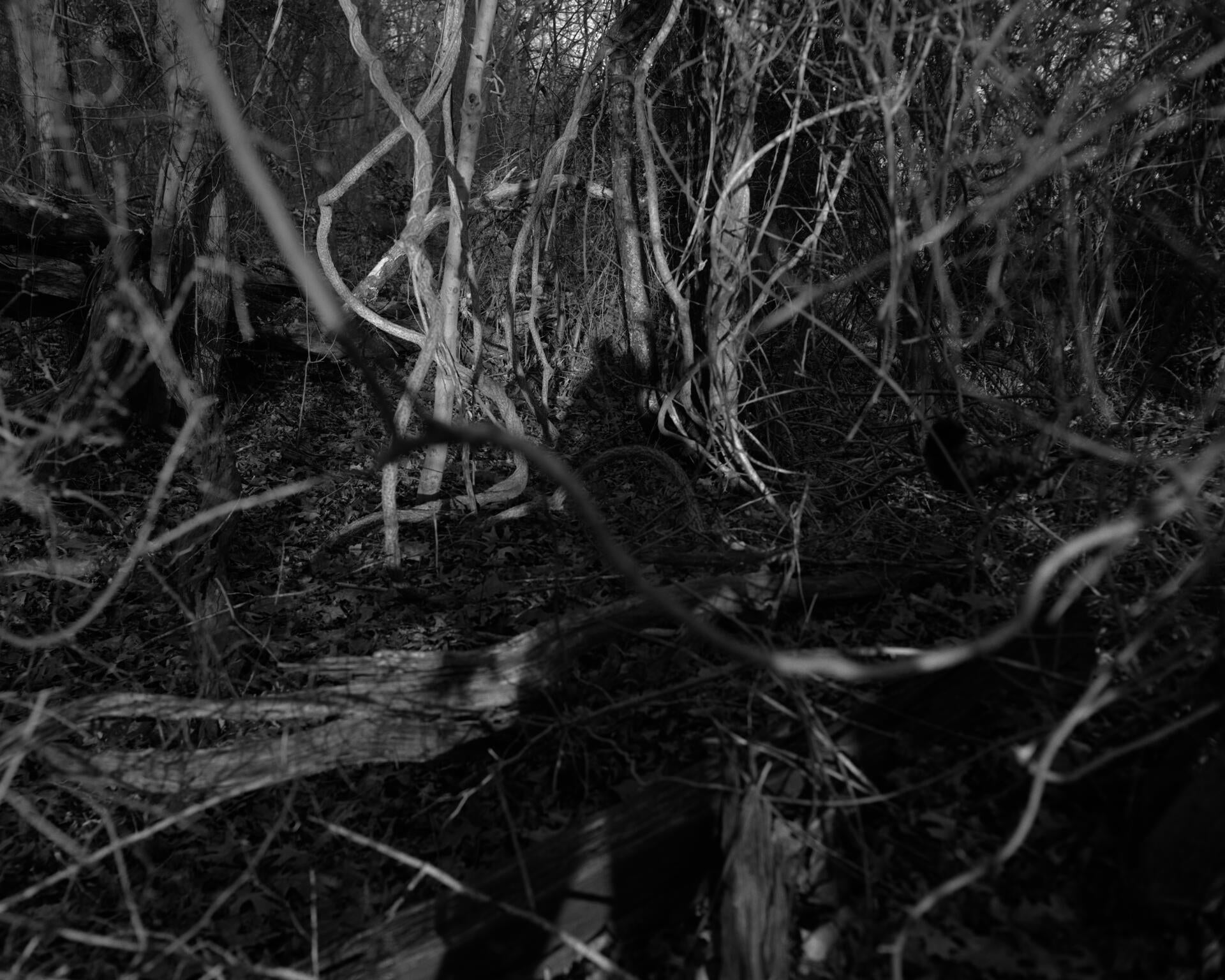 A black and white landscape image of intertwined branches showing a shadow of a figure over them in the center.