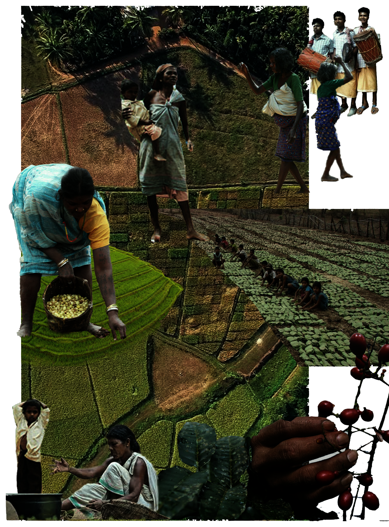 A collage of various Traditional Ecological Practices