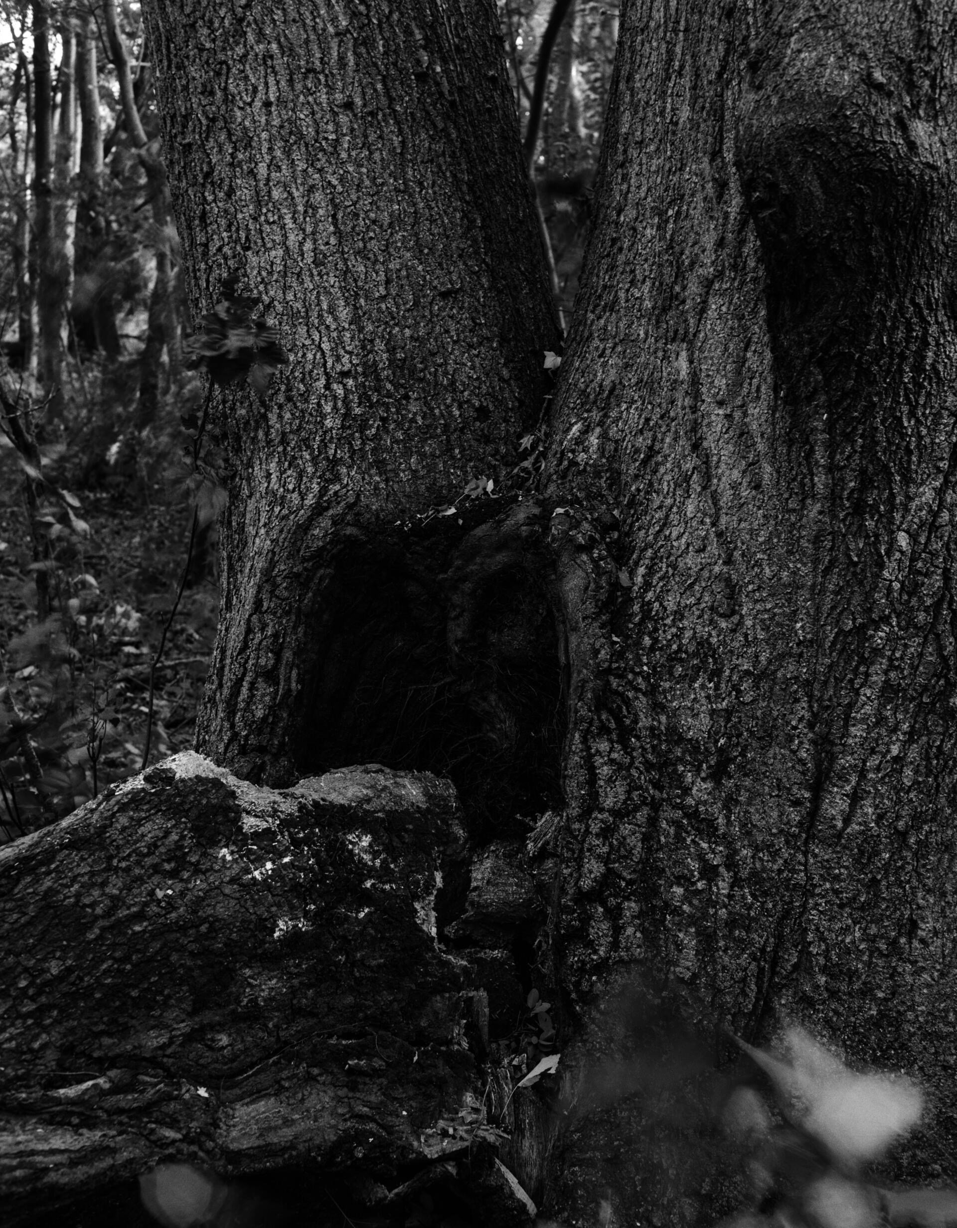 a tree gape 