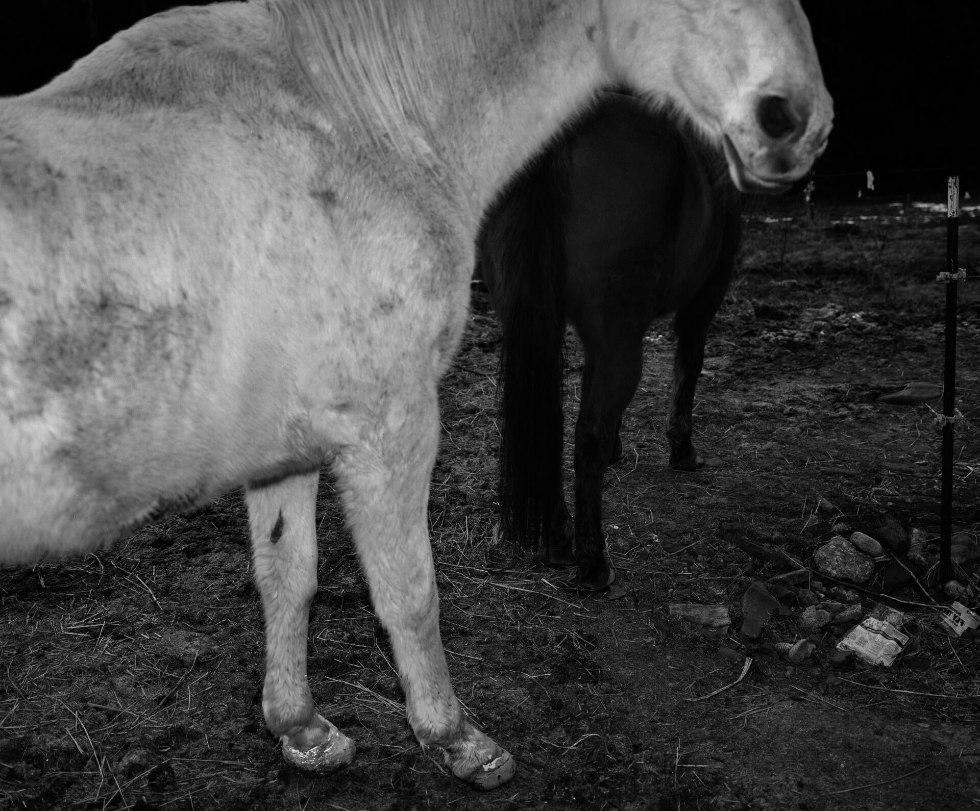 horse