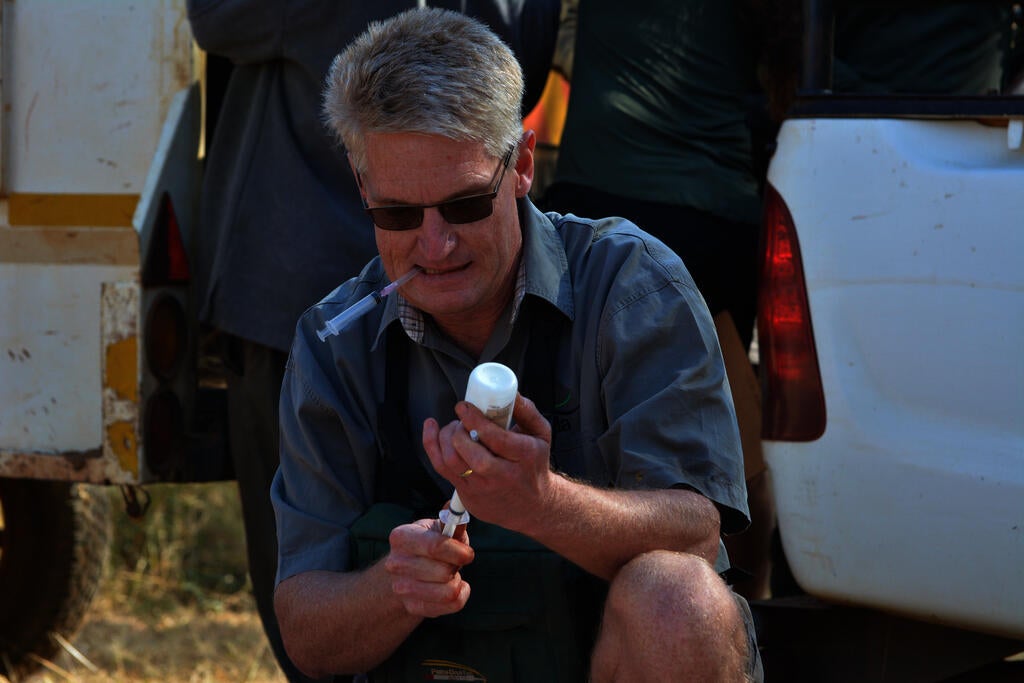 Wildlife vet prepares anesthesia for sable bulls