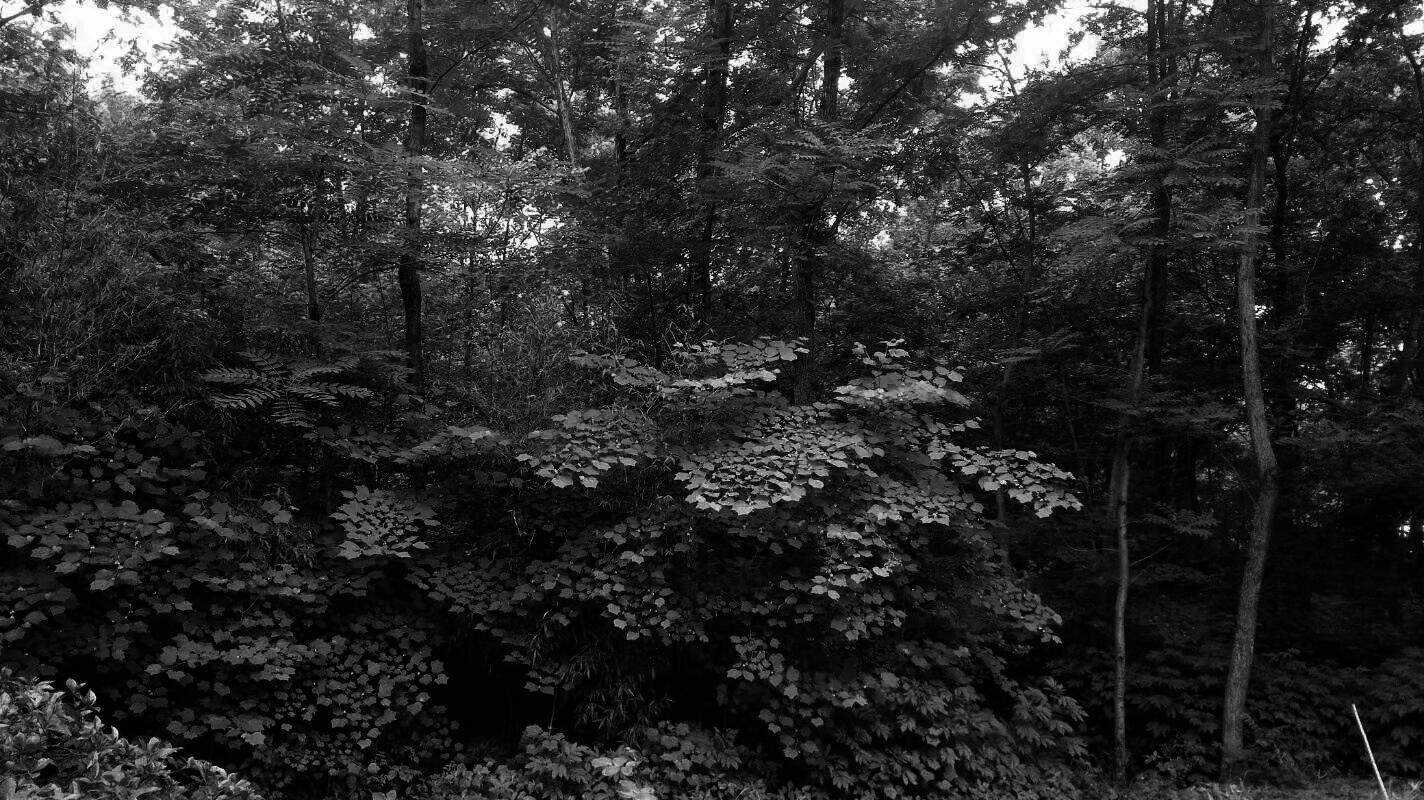 black and white image show dense bamboo forest conceal the cemetery inside