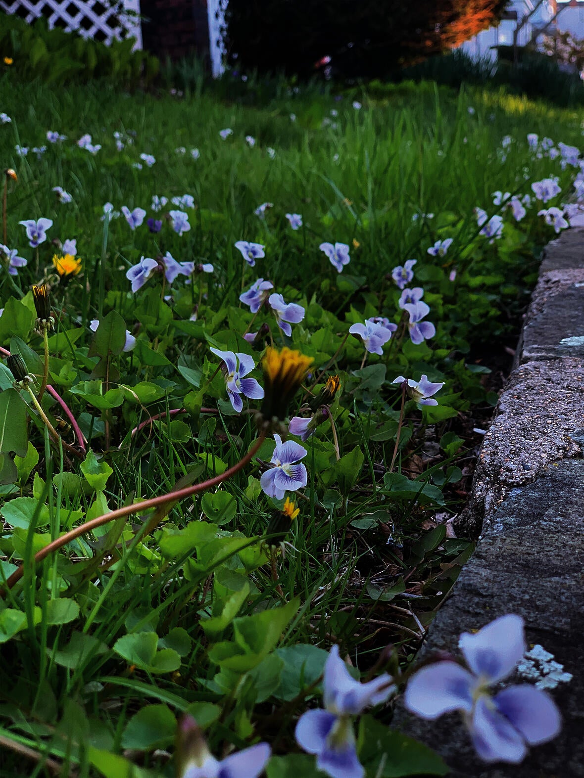 Lawn with violets