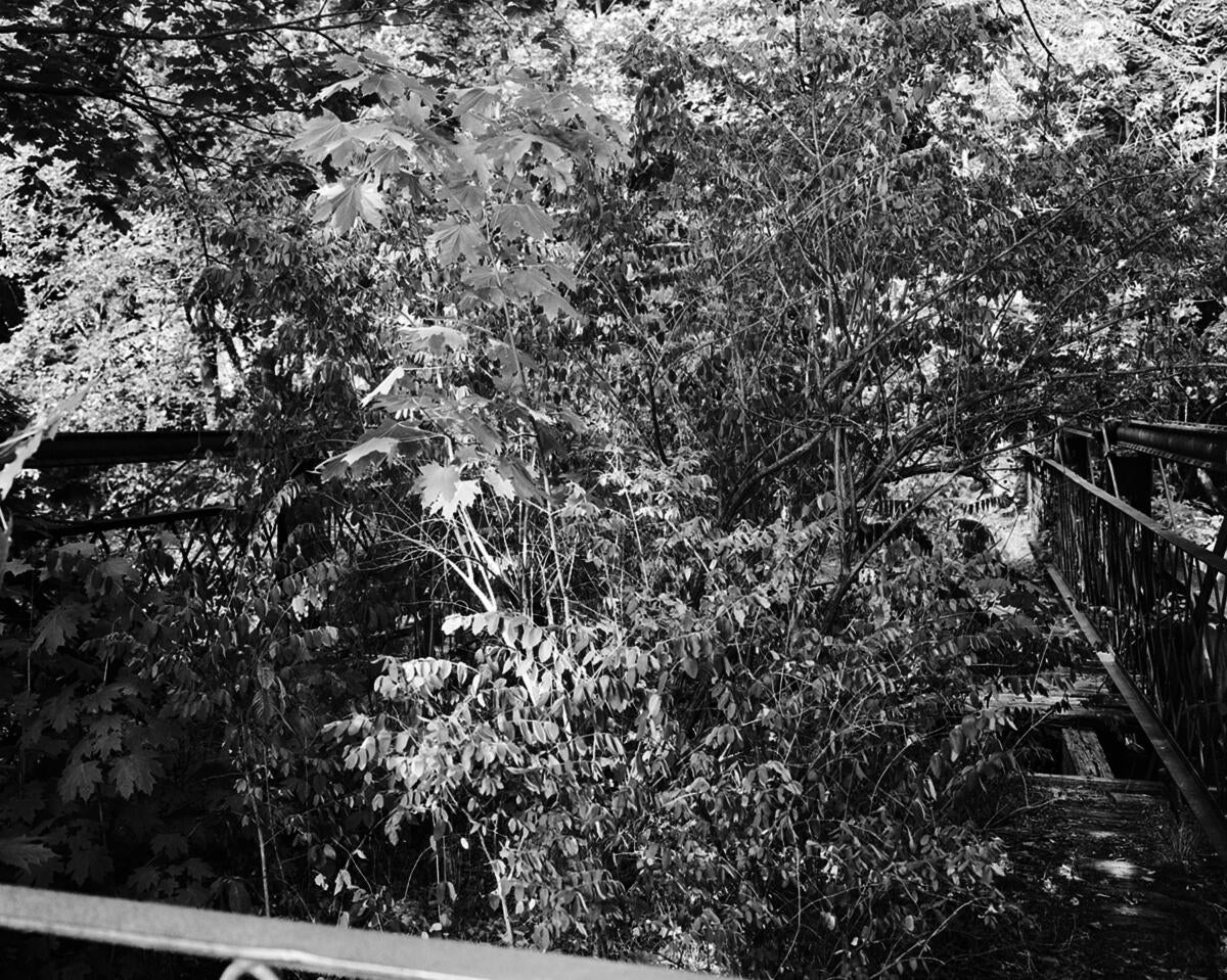 tree growing from a bridge