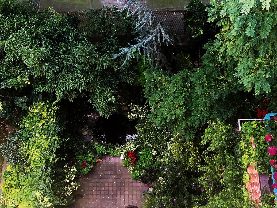 Pond, aerial view