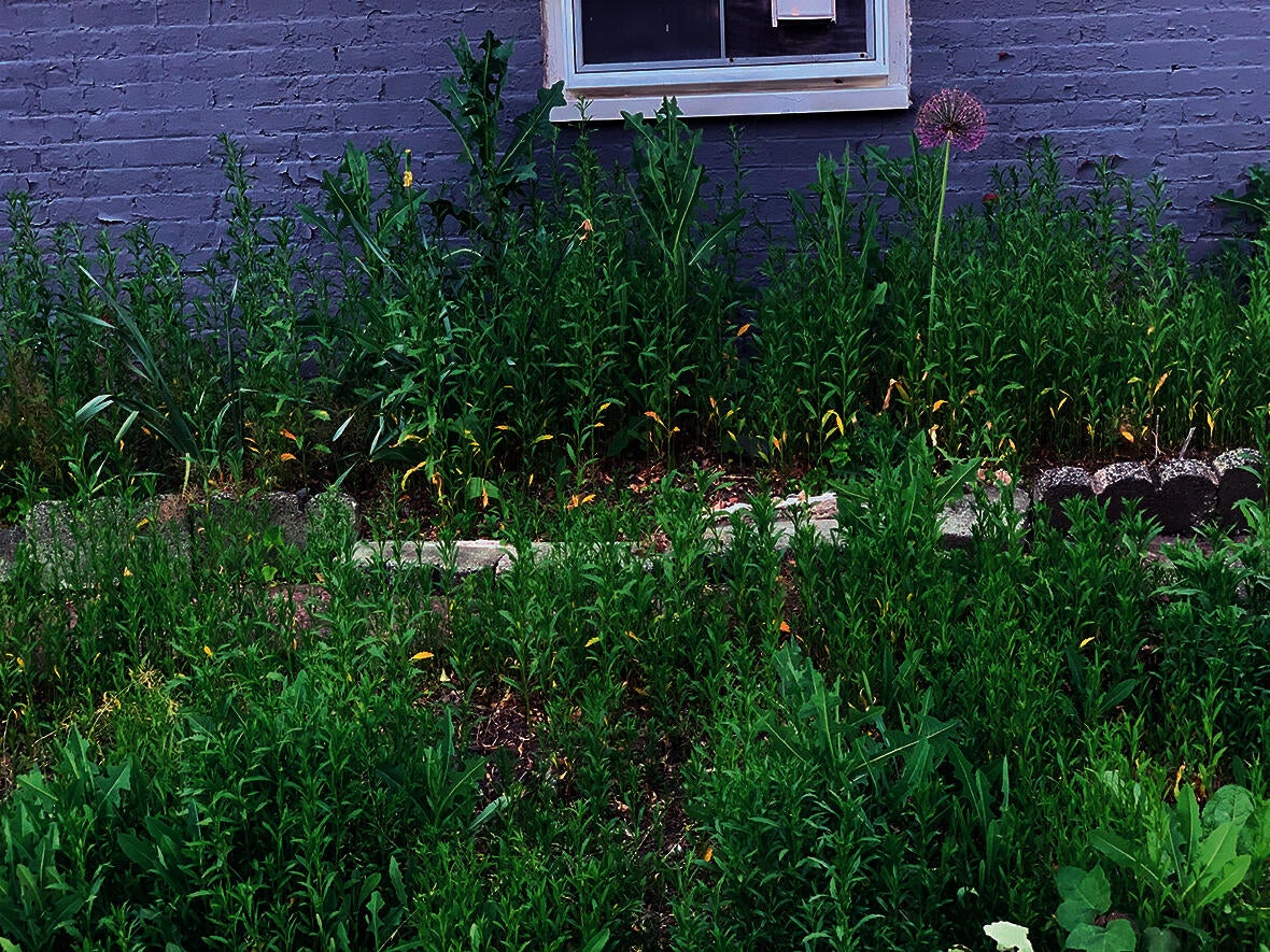 urban meadow