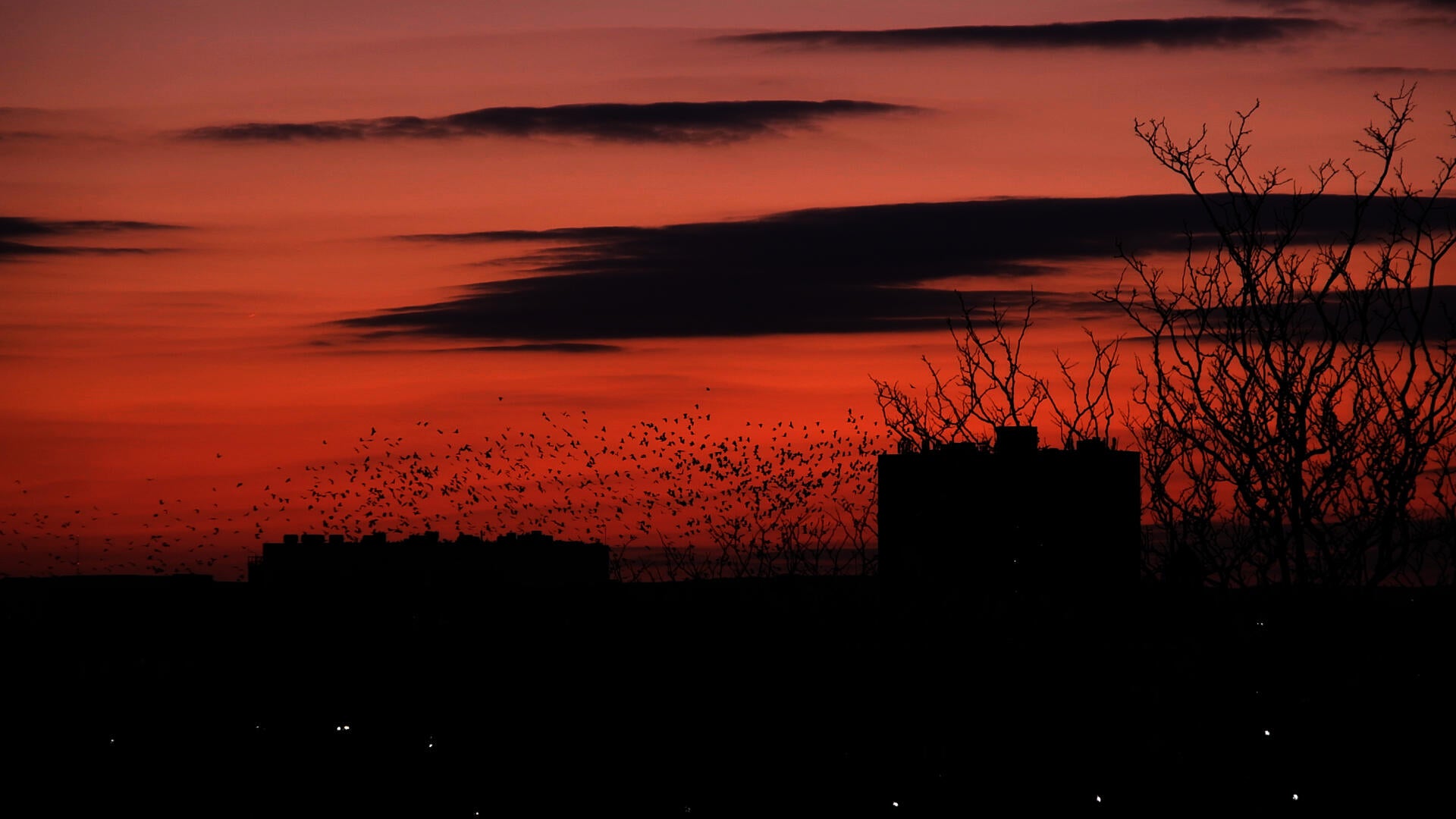 Video still of crows flying in a large group during an orange-pink sunset.