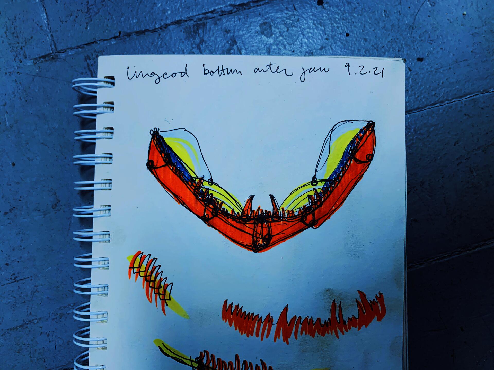 Sketch of how to turn a lingcod jaw bone into a wire structure.