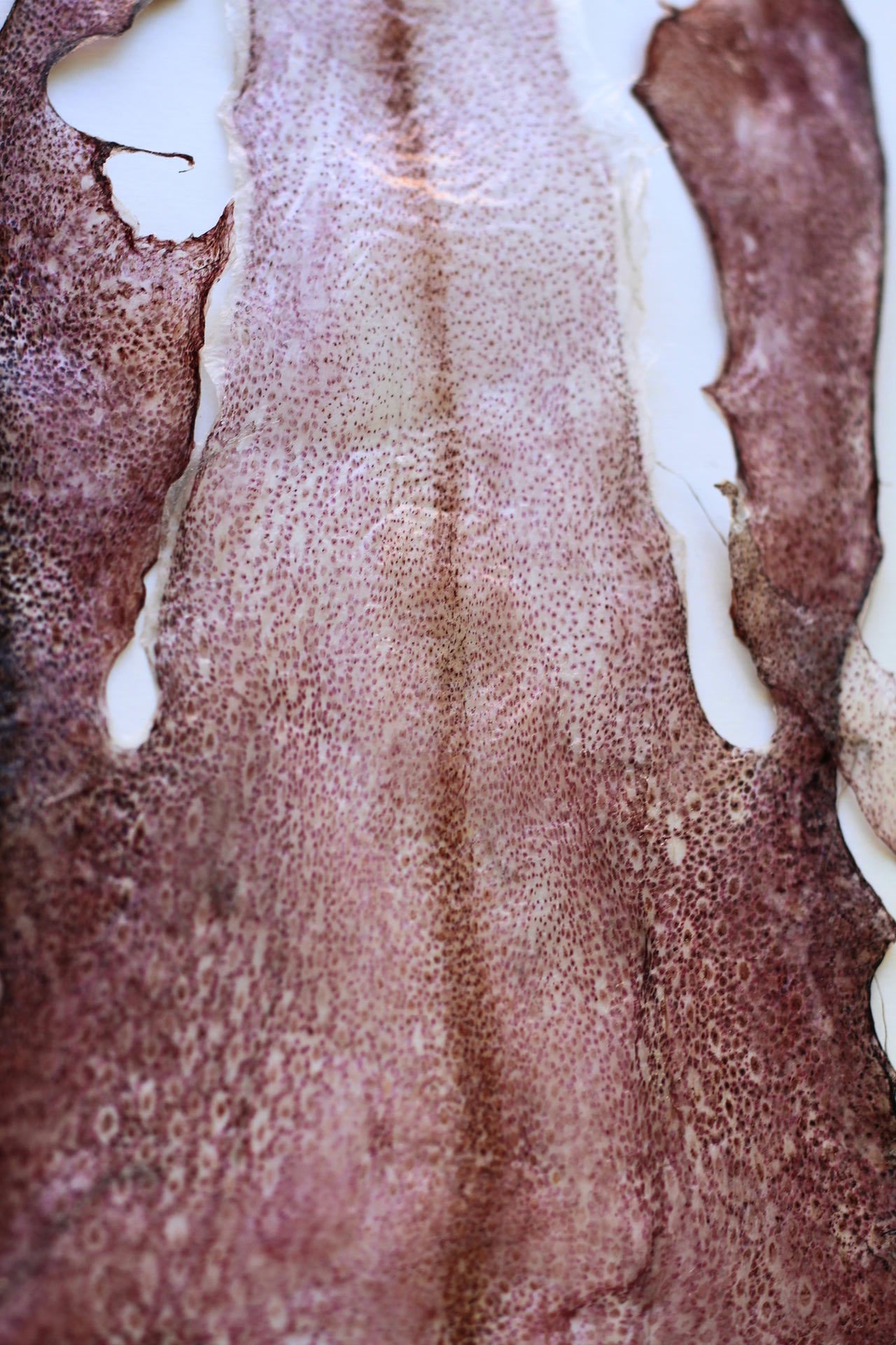 squid skin abstract