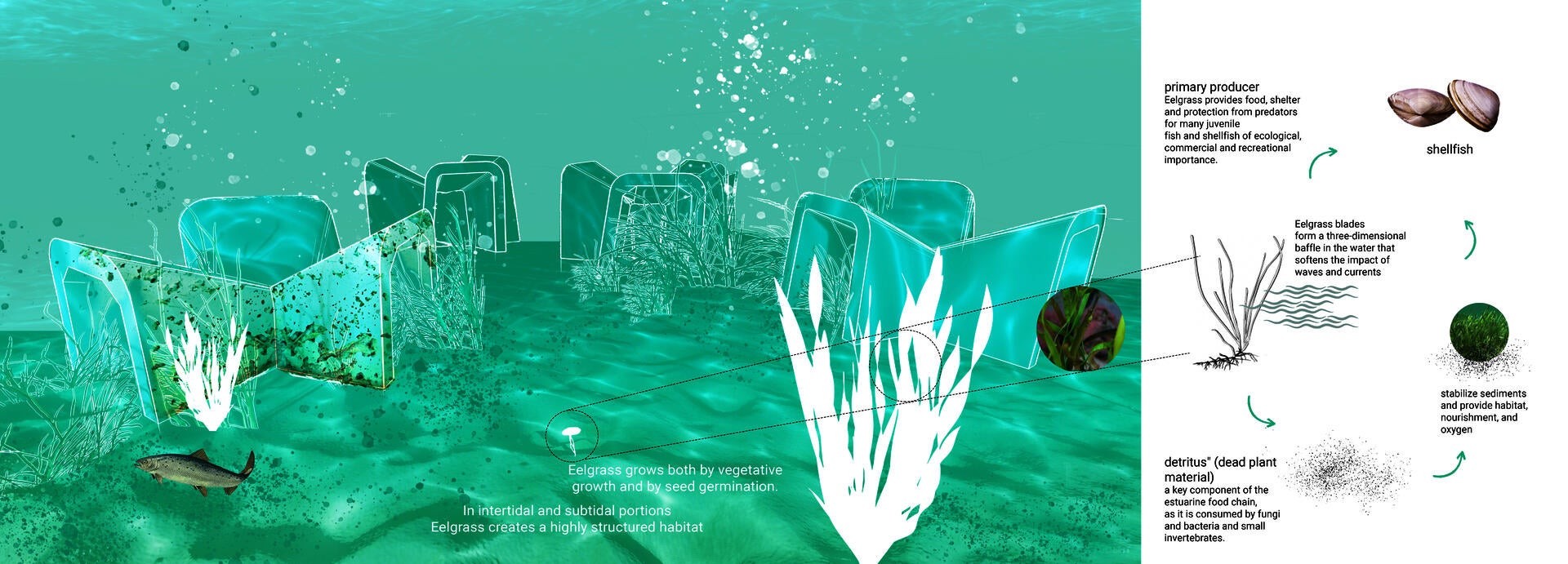 LDAR_Eyre_eelgrass pot