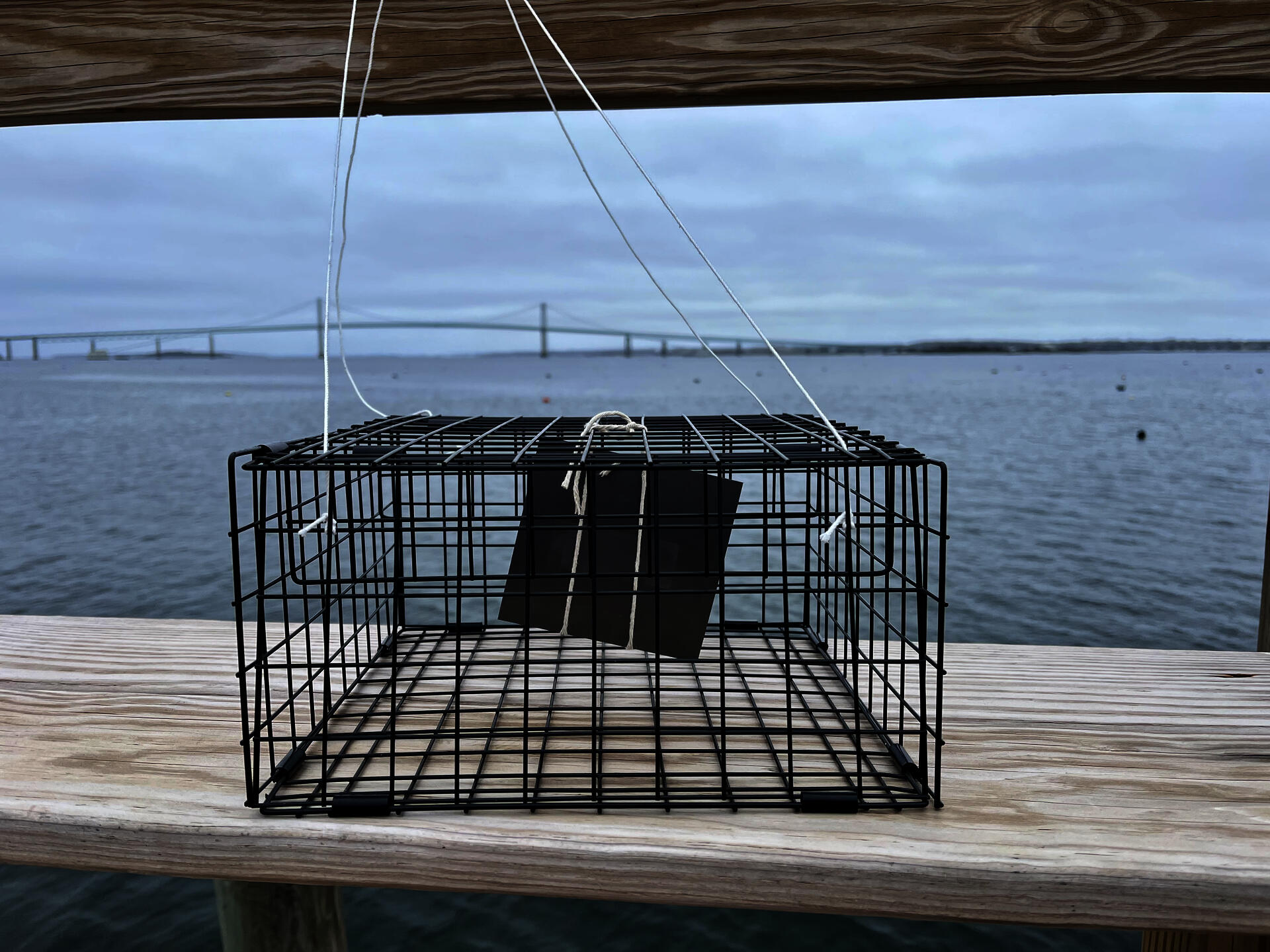 Steel plate in lobster pot at a dock in Jamestown.